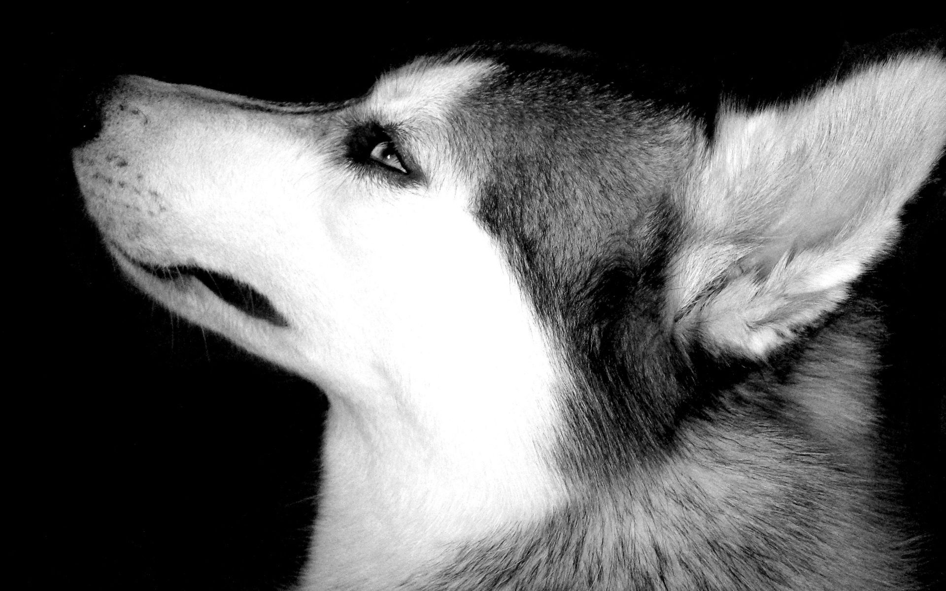 Download mobile wallpaper Chb, Muzzle, Profile, Dog, Animals, Eyes, Bw for free.