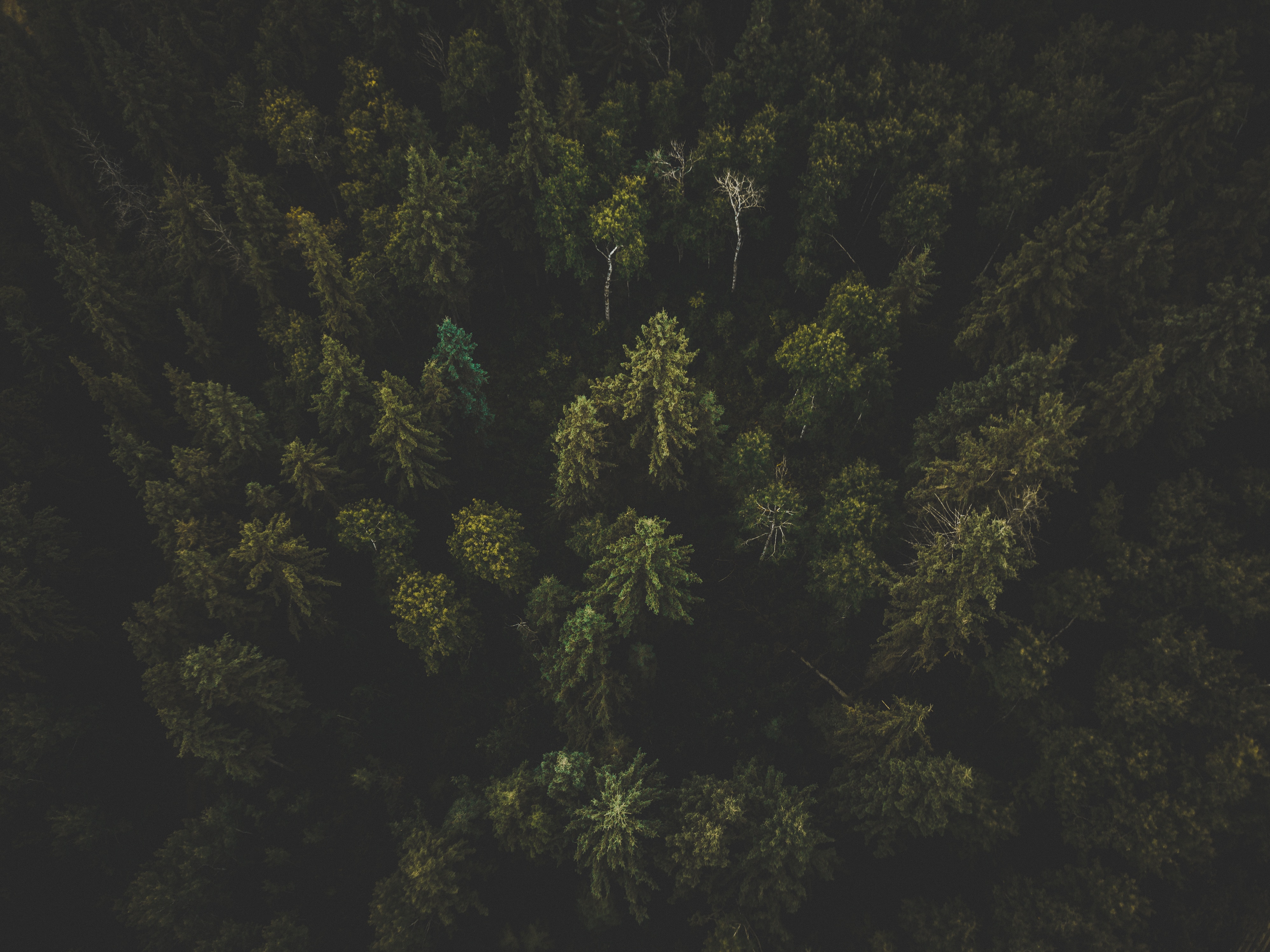 Free download wallpaper Trees, Top, Nature, View From Above, Forest, Tops, Dark on your PC desktop