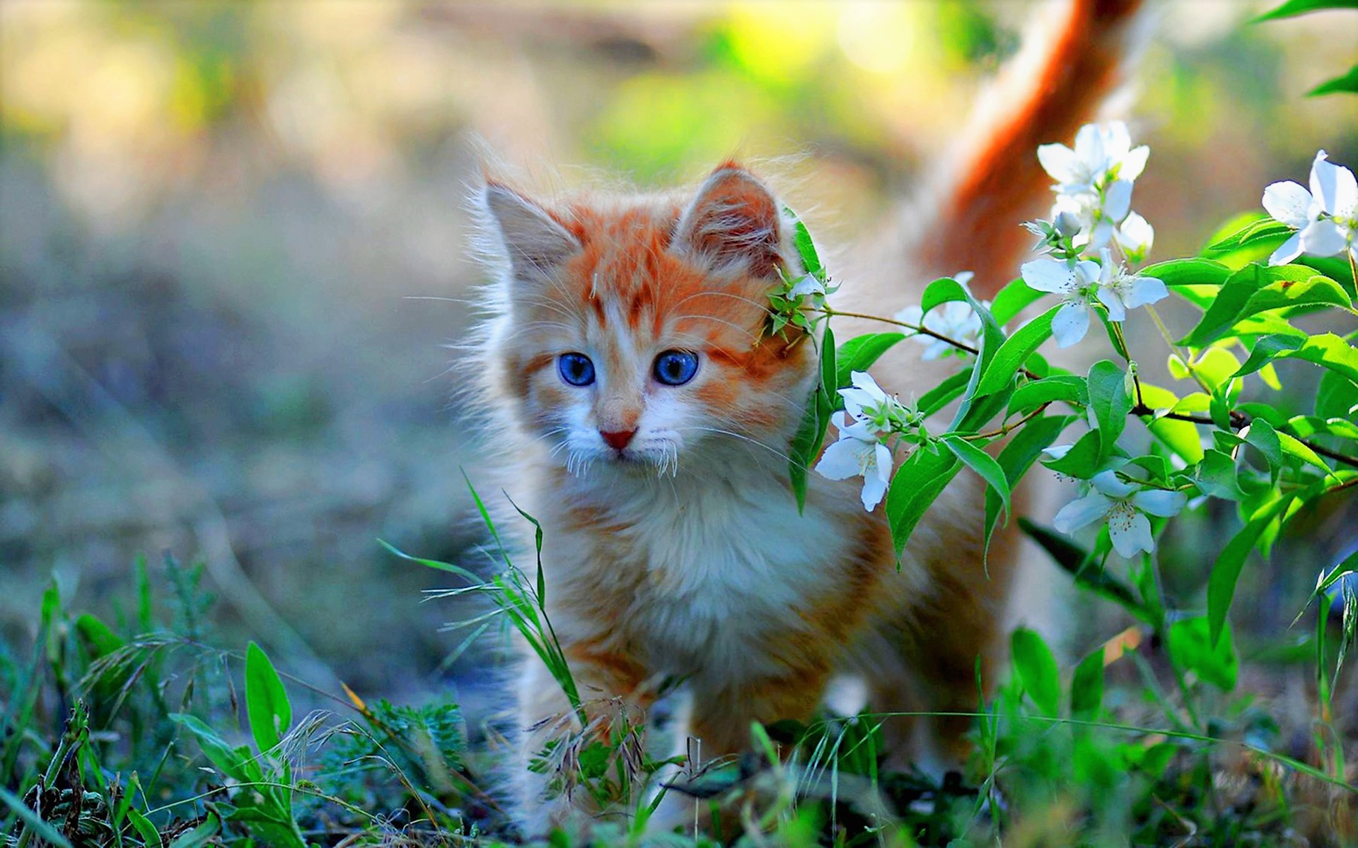 Download mobile wallpaper Cats, Cat, Kitten, Animal, Spring, Baby Animal for free.