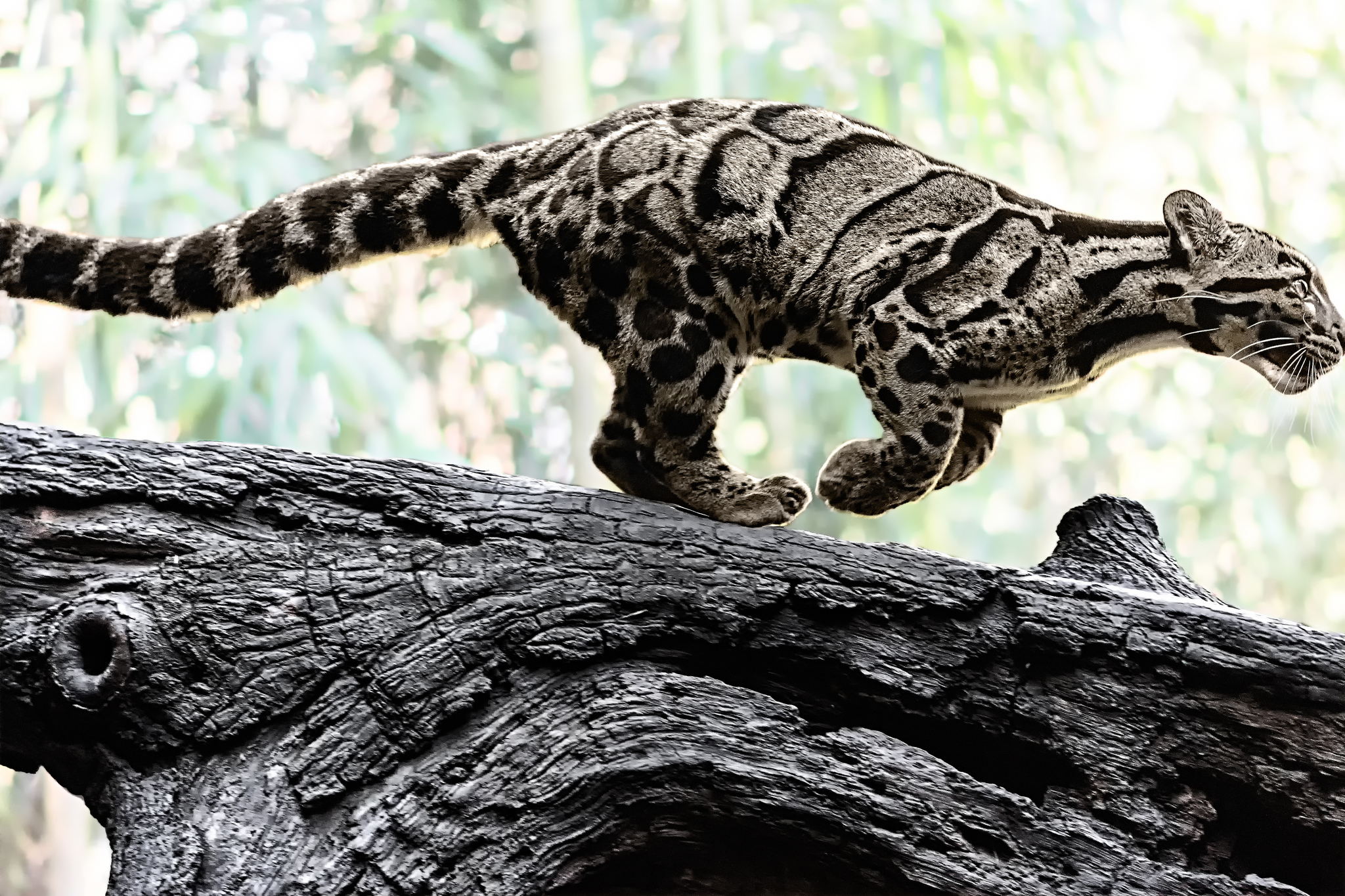 354477 baixar papel de parede animais, leopardo nebuloso, gatos - protetores de tela e imagens gratuitamente