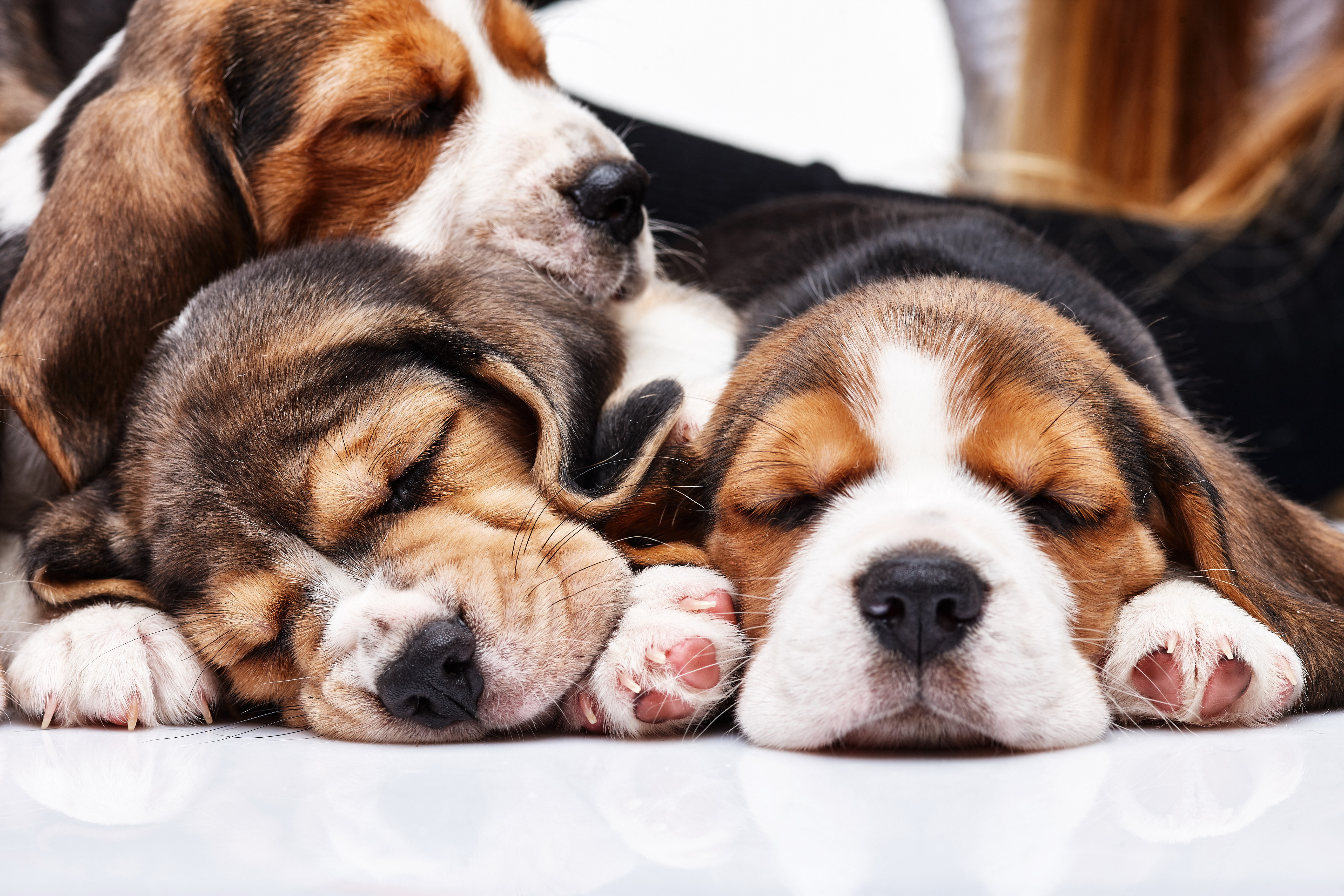 357098 descargar imagen animales, beagle, perros: fondos de pantalla y protectores de pantalla gratis