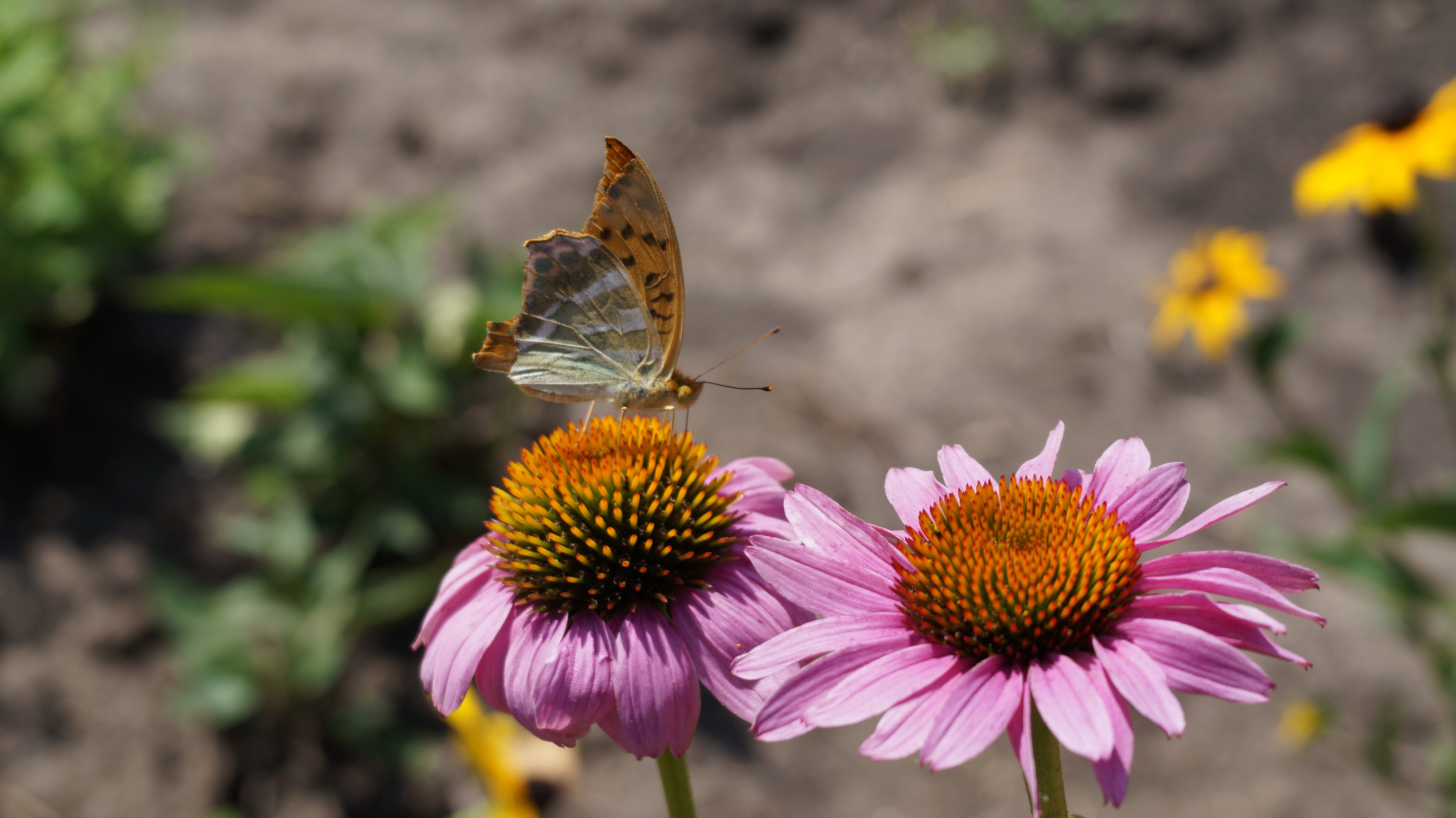 animal, butterfly, echinacea, flower, insect, macro