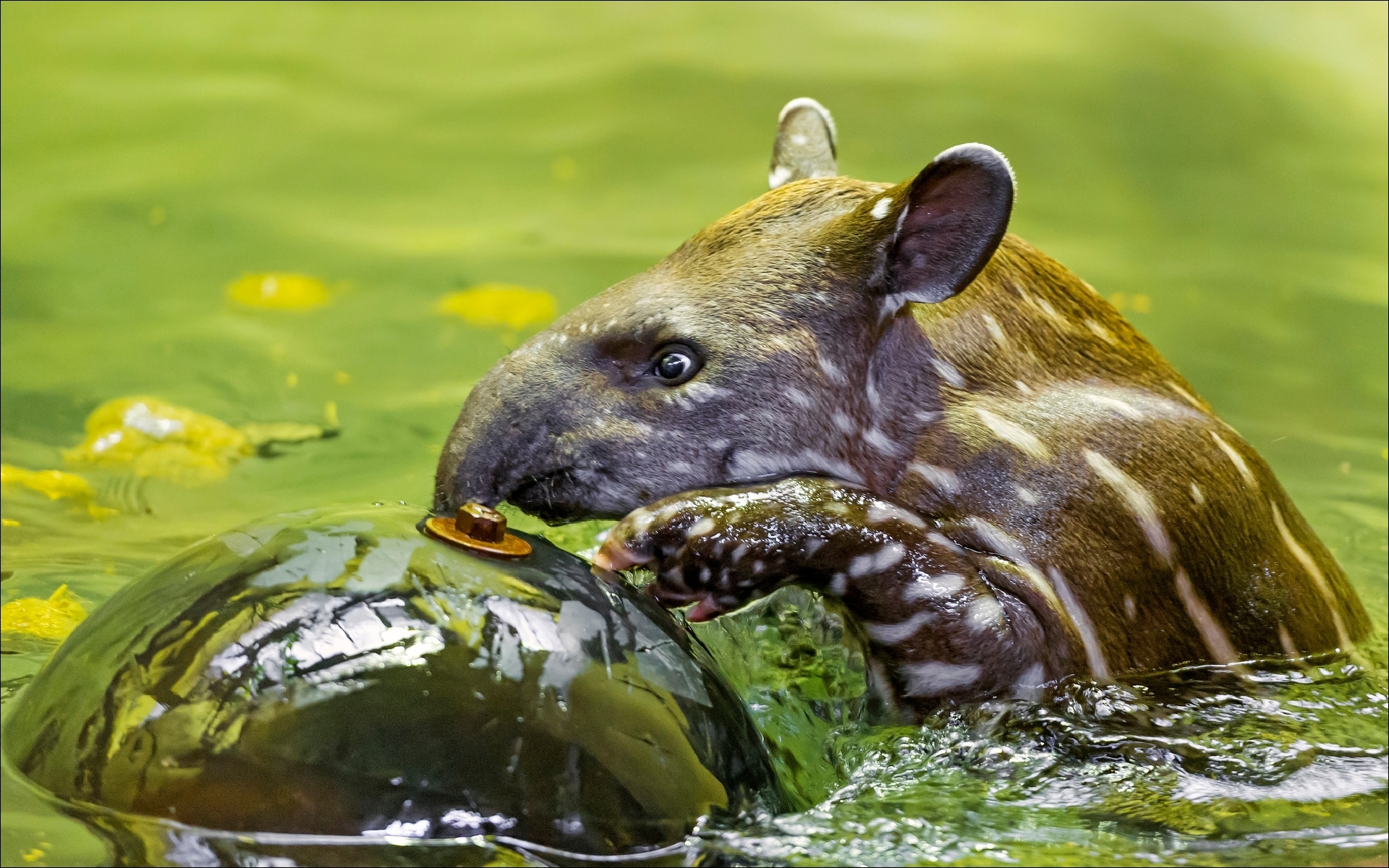 758666 télécharger l'image animaux, tapir - fonds d'écran et économiseurs d'écran gratuits