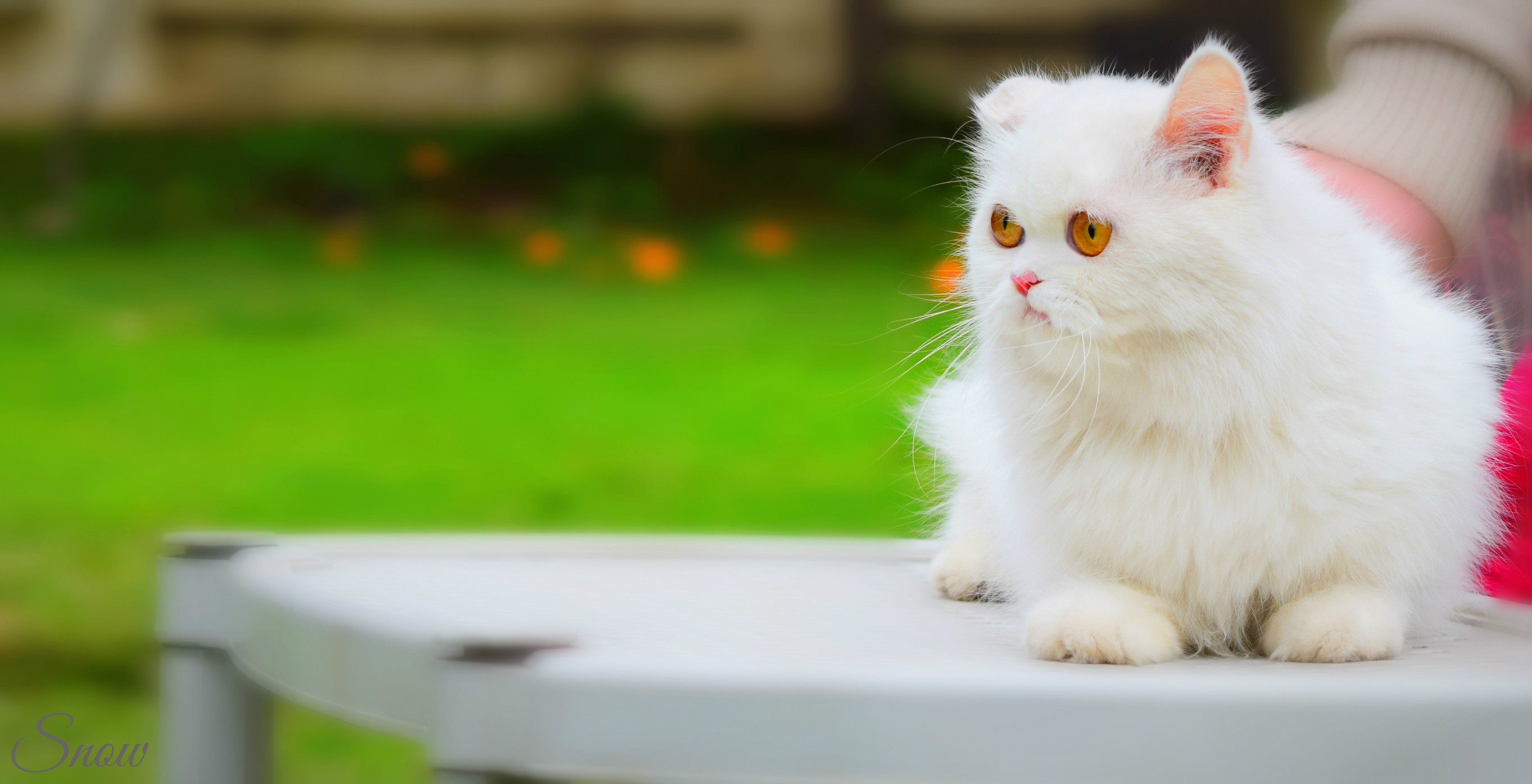 353464 descargar imagen animales, gato persa, gato, gatos: fondos de pantalla y protectores de pantalla gratis