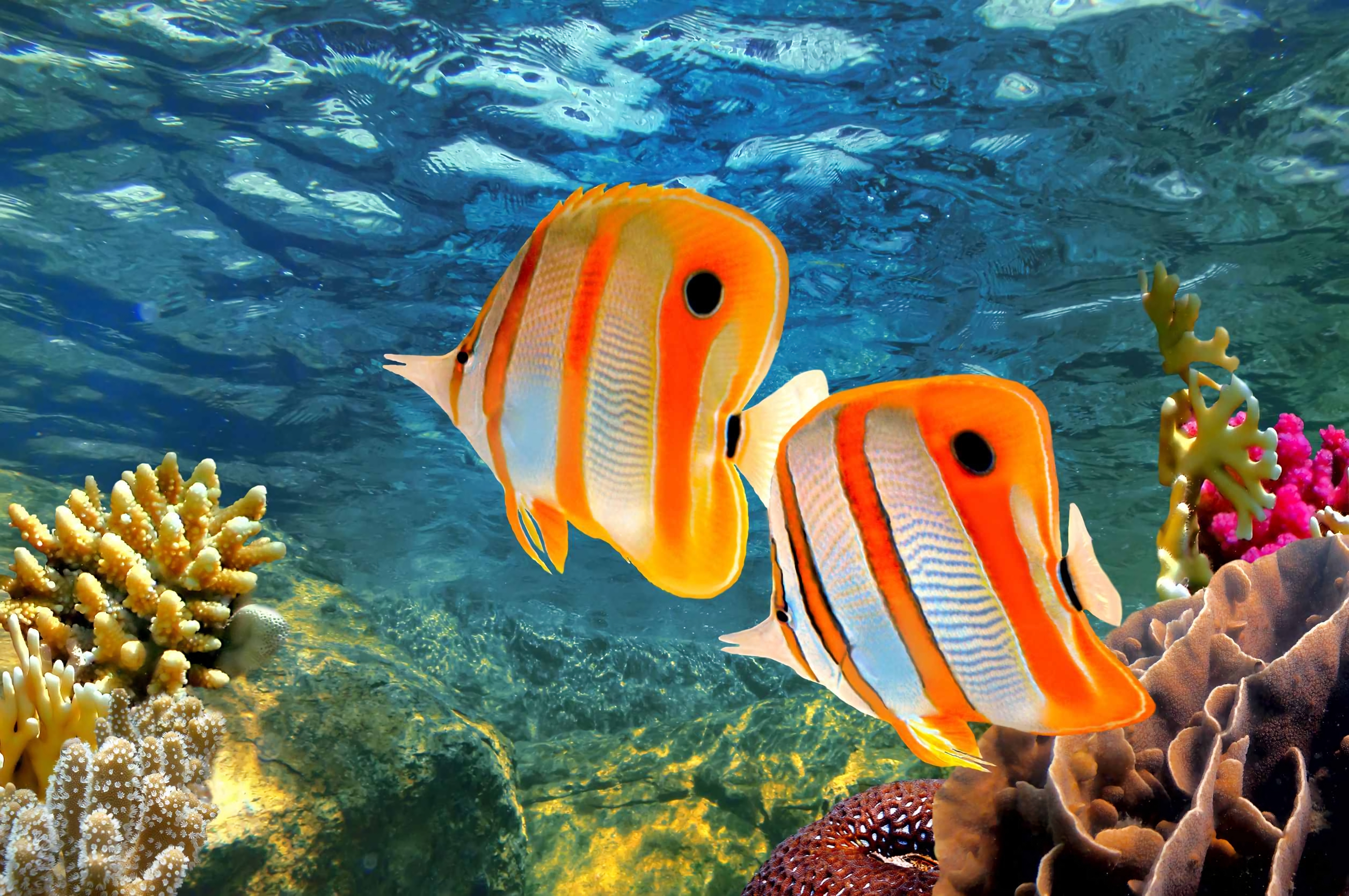 Download mobile wallpaper Sea, Ocean, Animal, Fish, Butterflyfish for free.