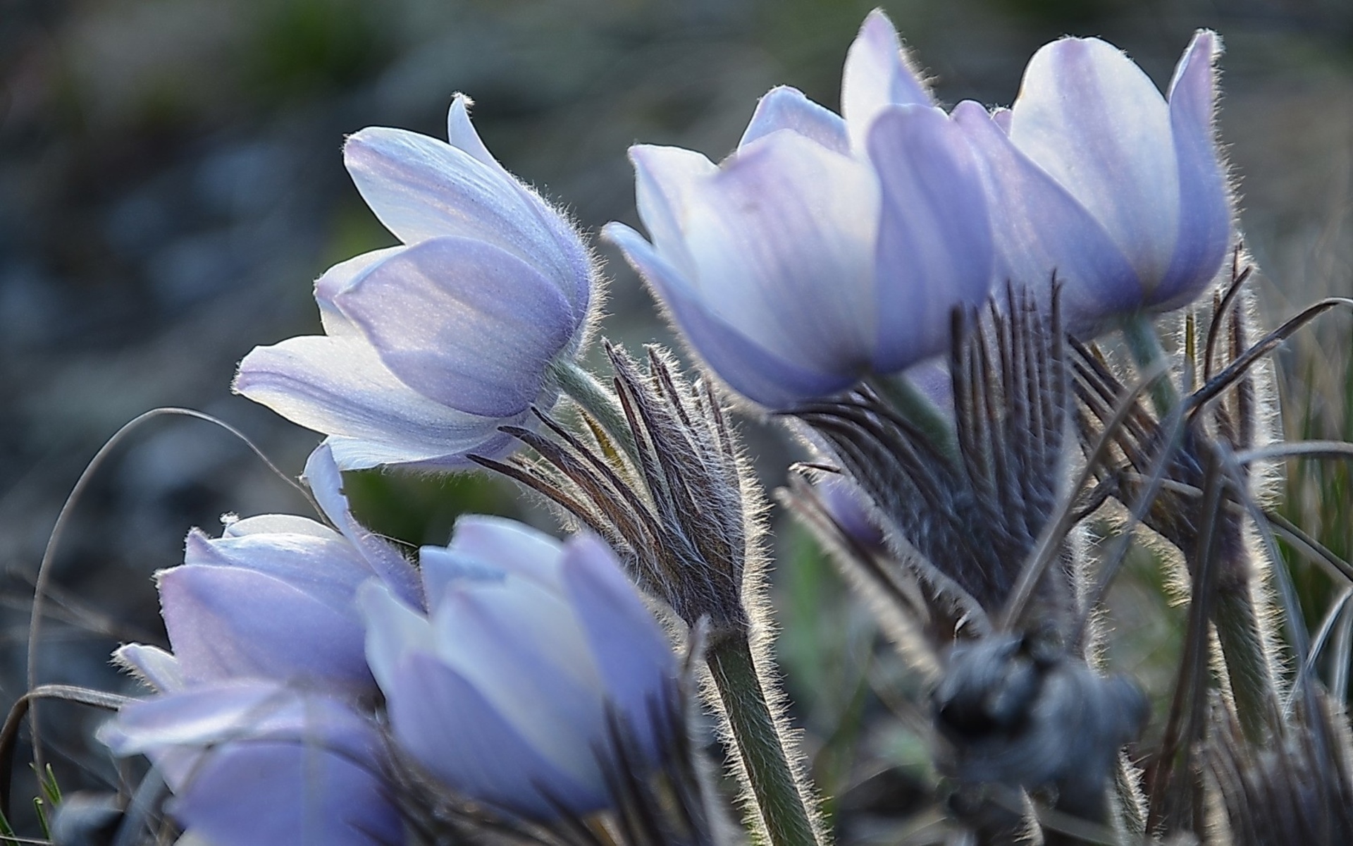 Téléchargez gratuitement l'image Fleur, Terre/nature sur le bureau de votre PC