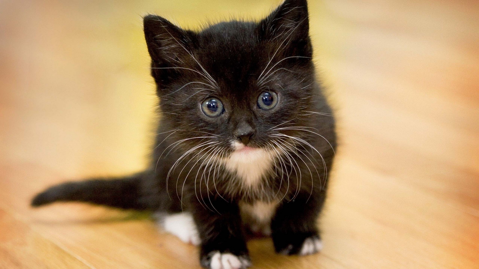 Baixe gratuitamente a imagem Animais, Gato, Gatinho na área de trabalho do seu PC