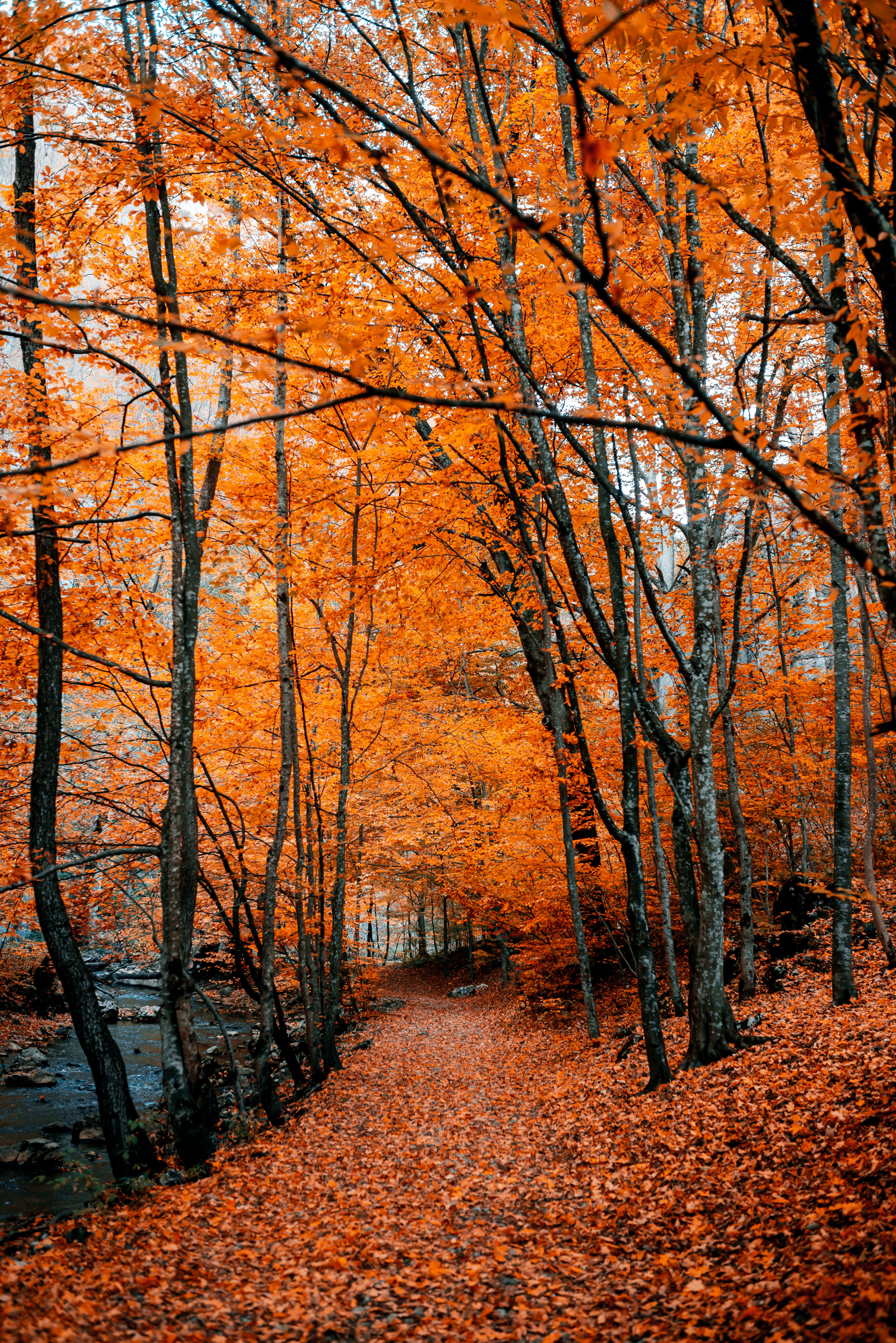 69819 завантажити шпалери осінь, ліс, листя, природа, дерева, стежка, шлях, осінні фарби, осінні барви - заставки і картинки безкоштовно