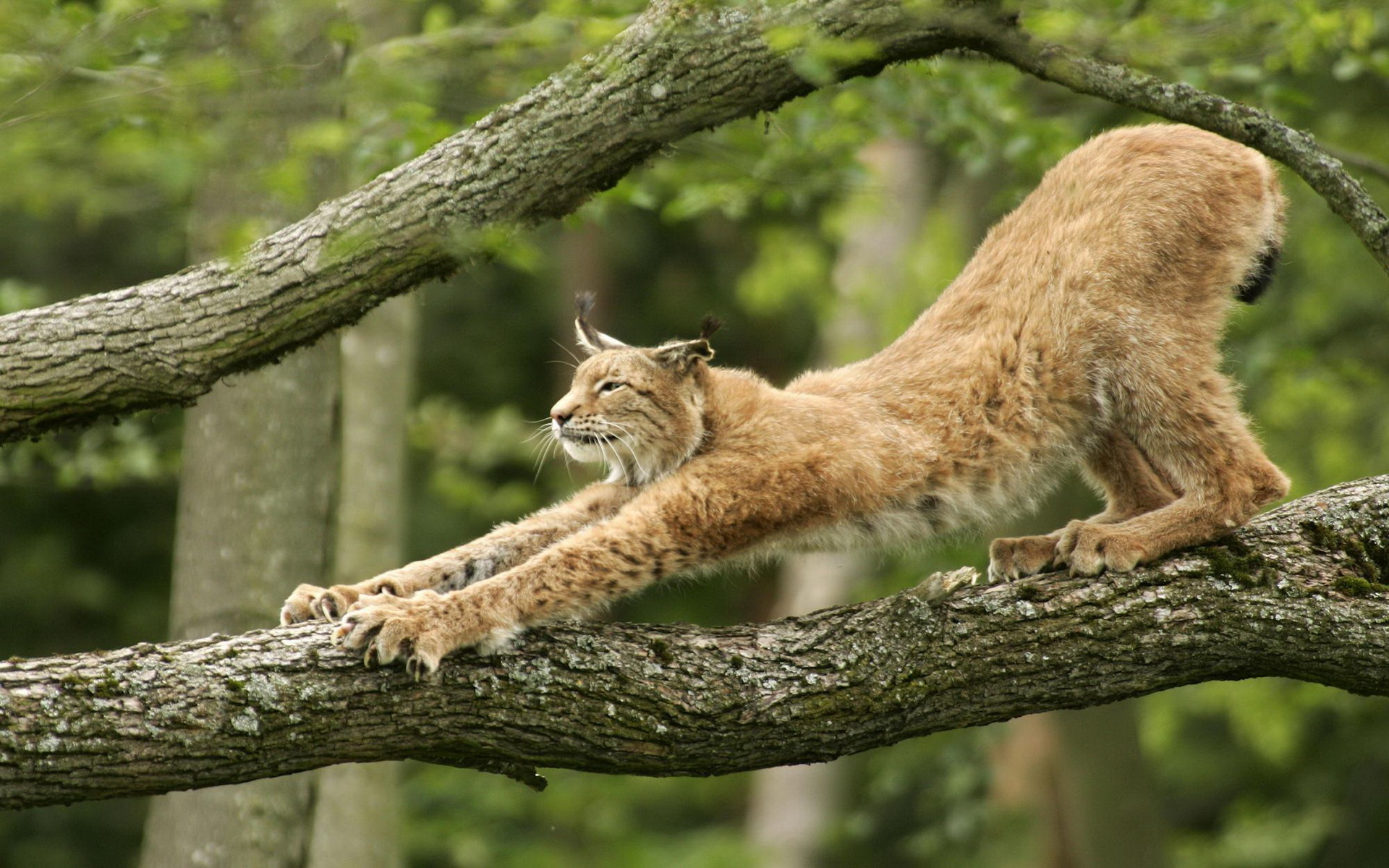 Descarga gratuita de fondo de pantalla para móvil de Lince, Gatos, Animales.