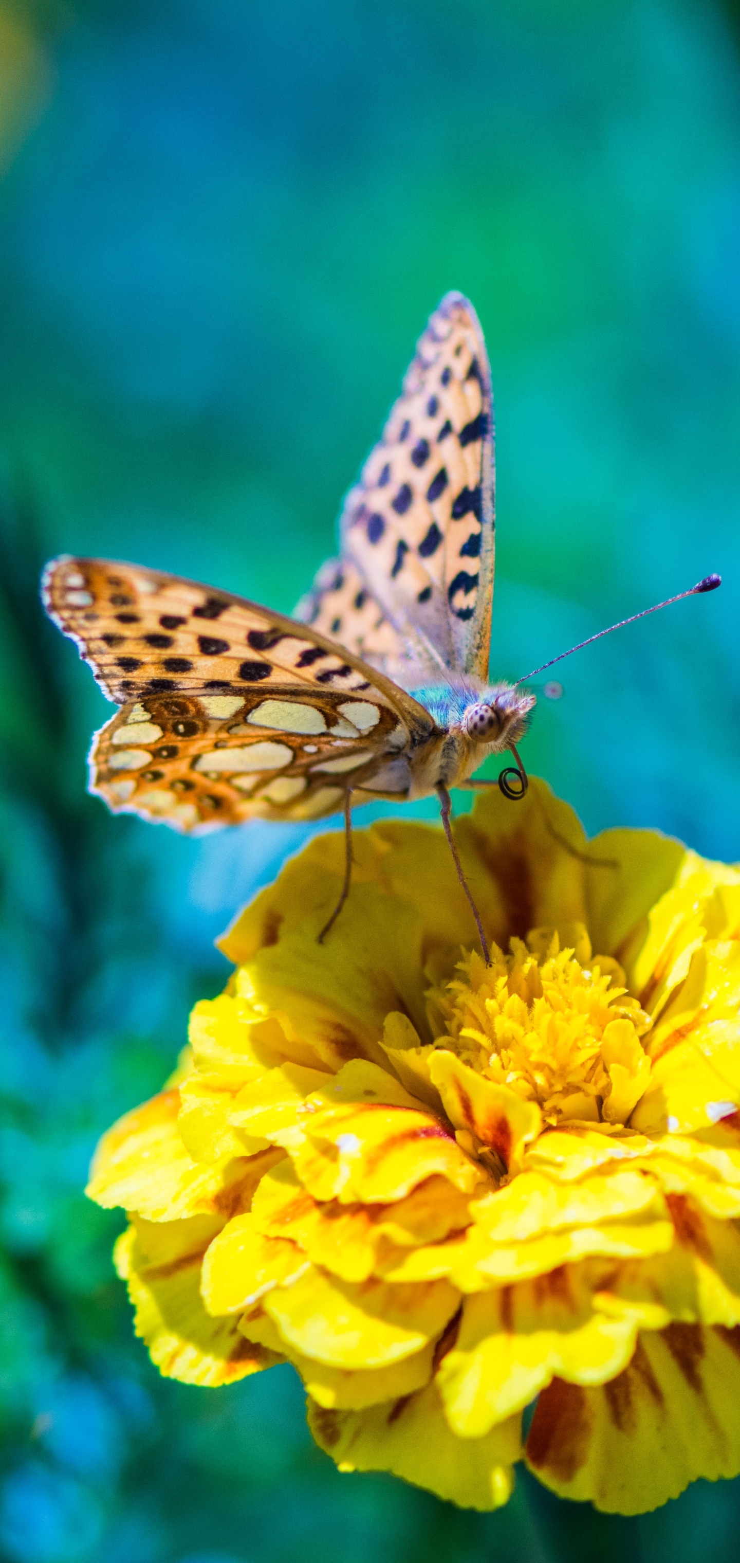 Download mobile wallpaper Nature, Flower, Macro, Butterfly, Animal, Yellow Flower for free.