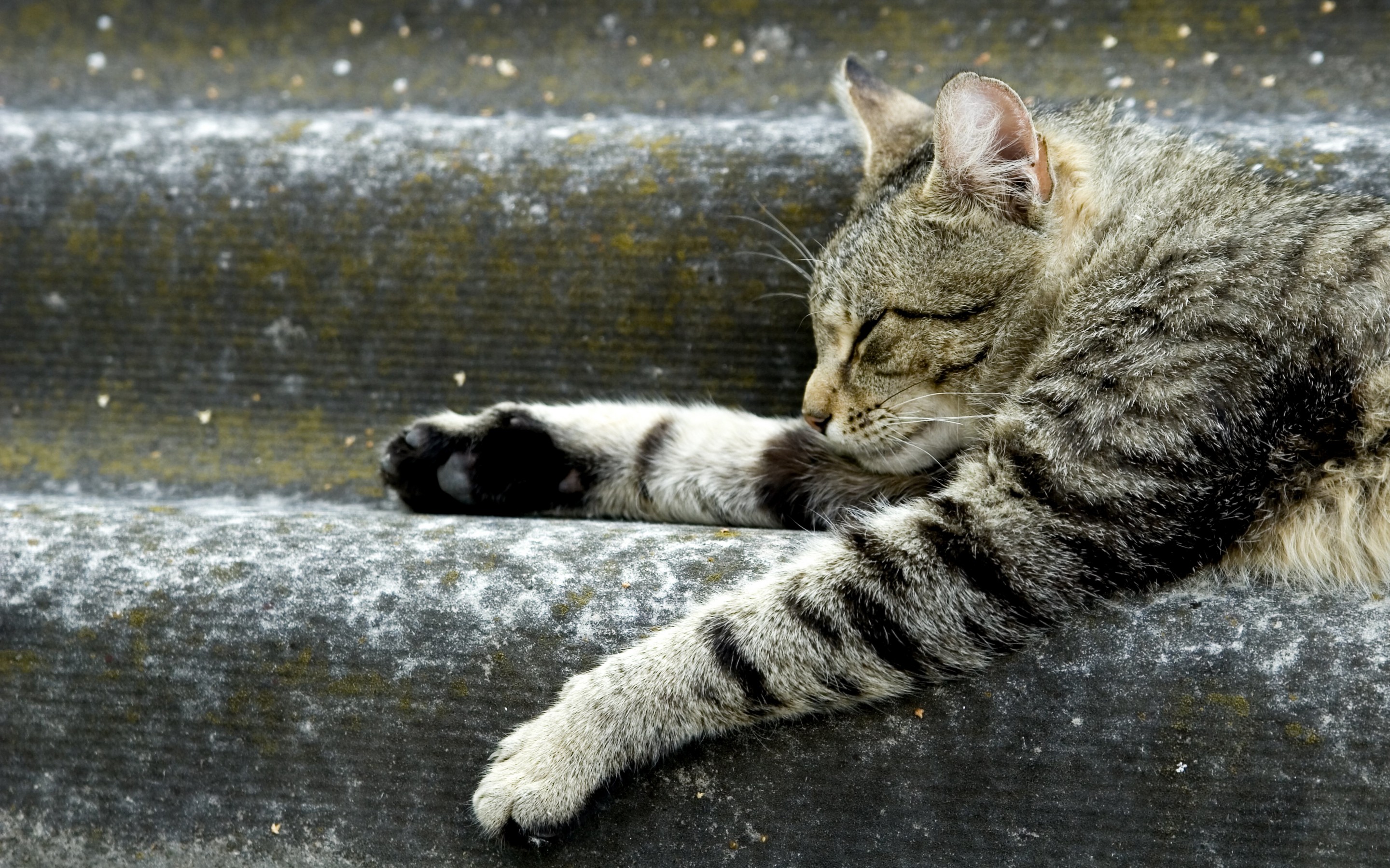 Baixe gratuitamente a imagem Animais, Gatos, Gato na área de trabalho do seu PC