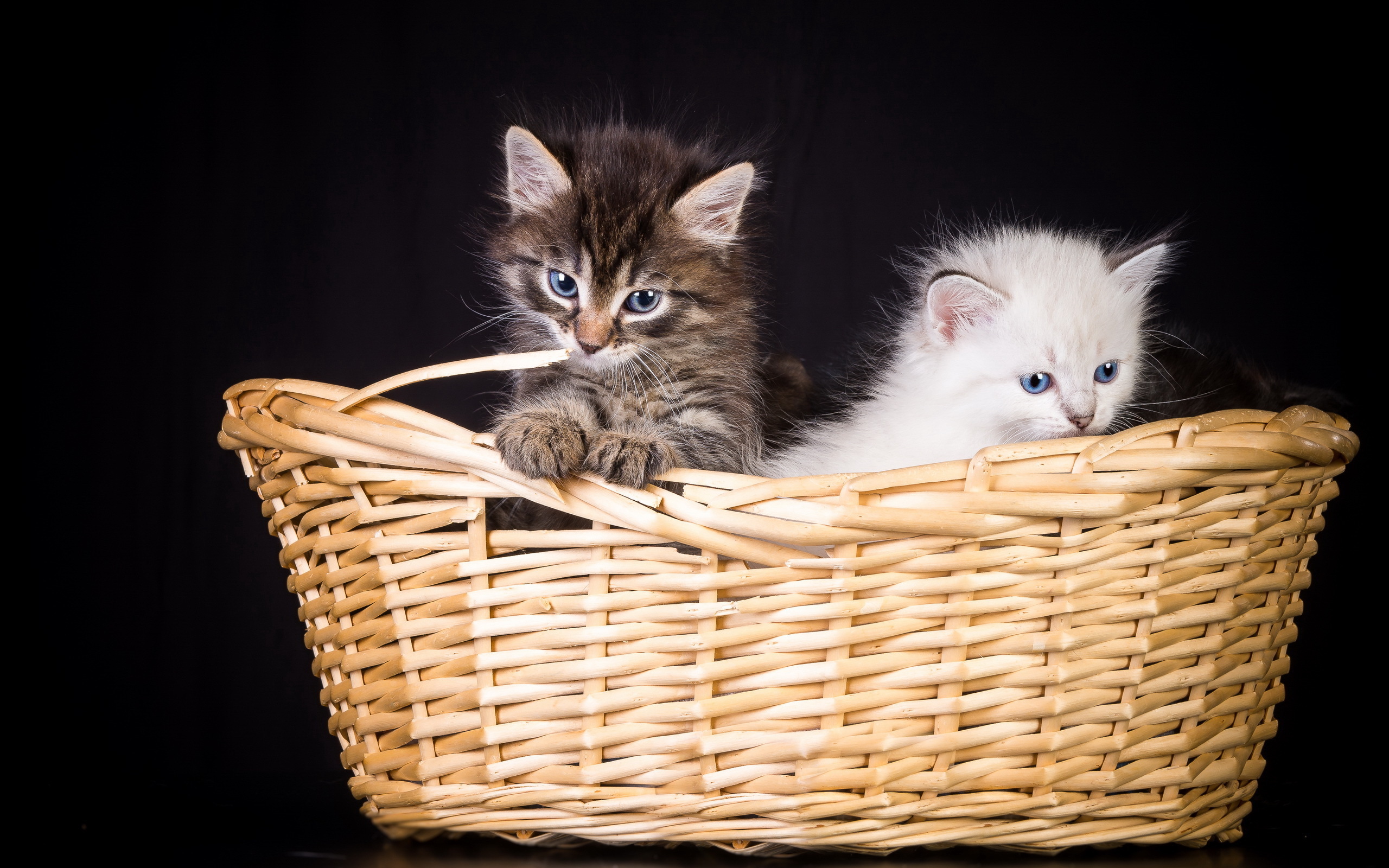 Baixe gratuitamente a imagem Animais, Gatos, Gato na área de trabalho do seu PC