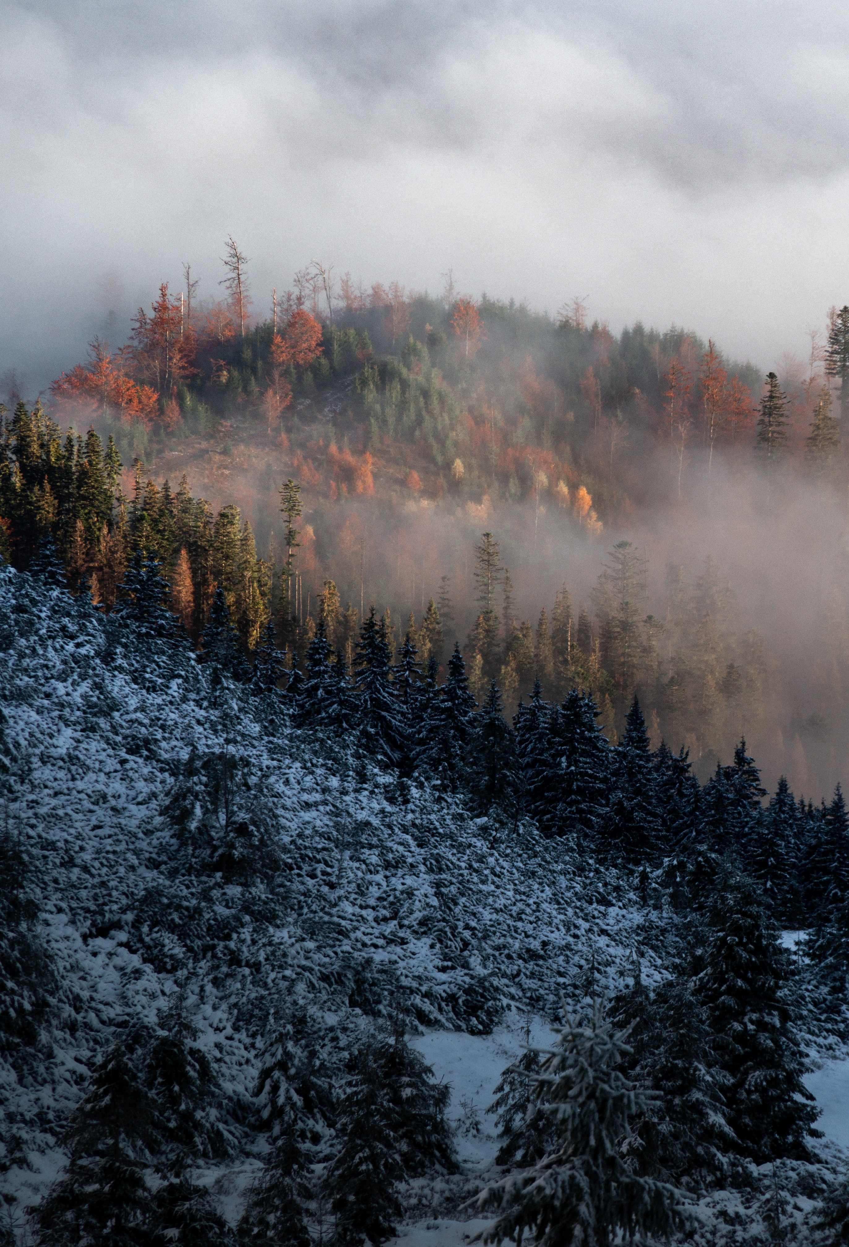 Handy-Wallpaper Natur, Bäume, Clouds, Nebel, Schnee, Berg kostenlos herunterladen.