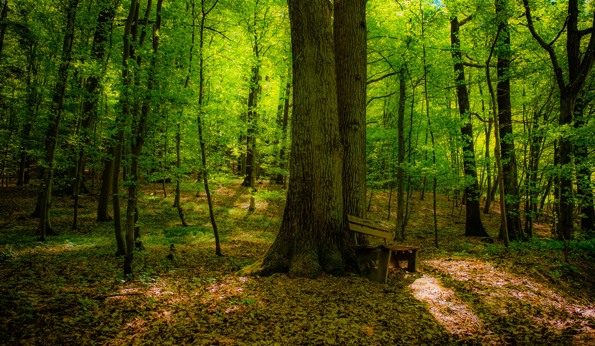 Скачать картинку Лес, Зеленый, Скамейка, Земля/природа в телефон бесплатно.