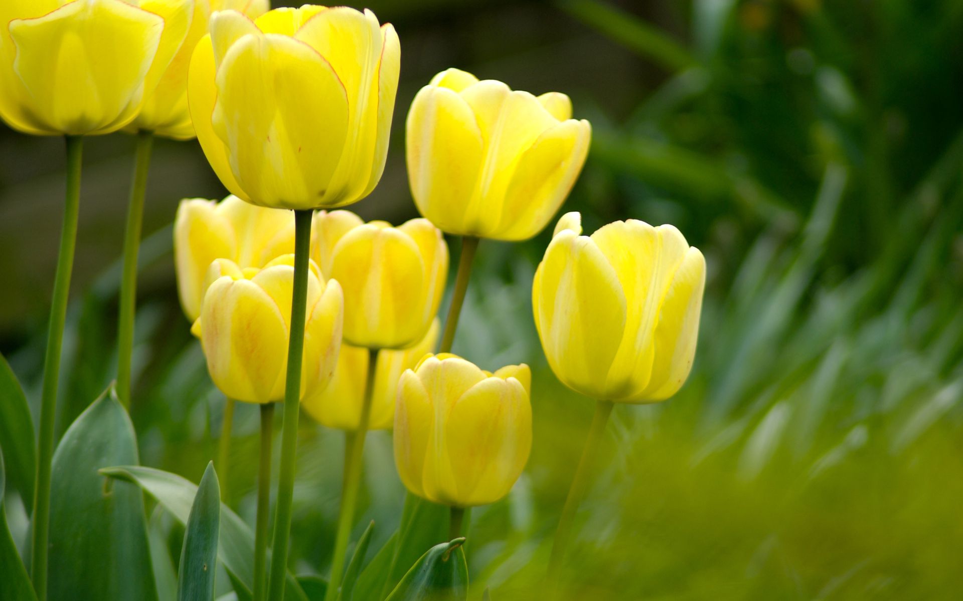 148010 baixar papel de parede flores, grama, tulipas, amarelo, verdes, verdura - protetores de tela e imagens gratuitamente