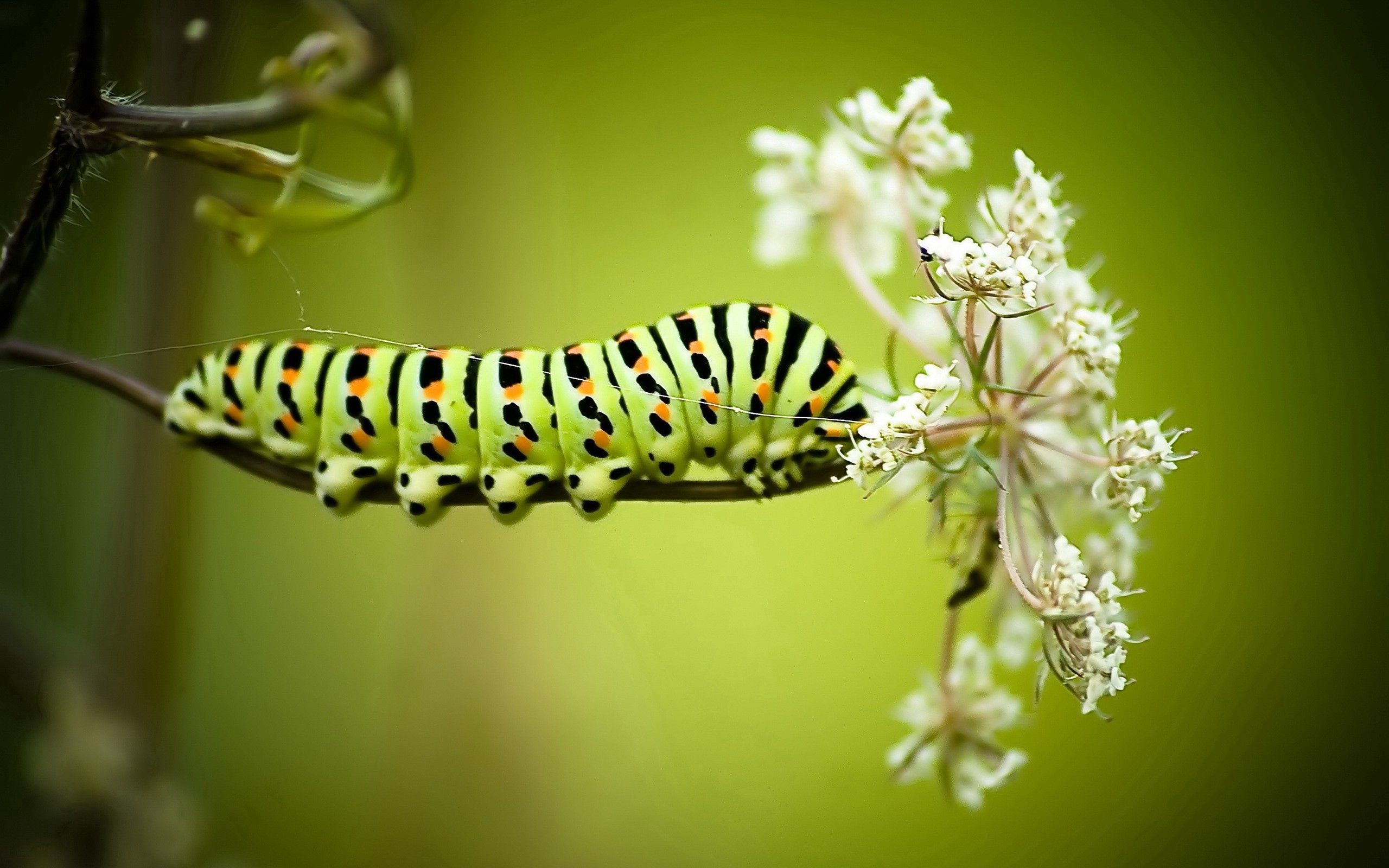 Download mobile wallpaper Caterpillar, Grass, Striped, Macro, Flowers, Background for free.
