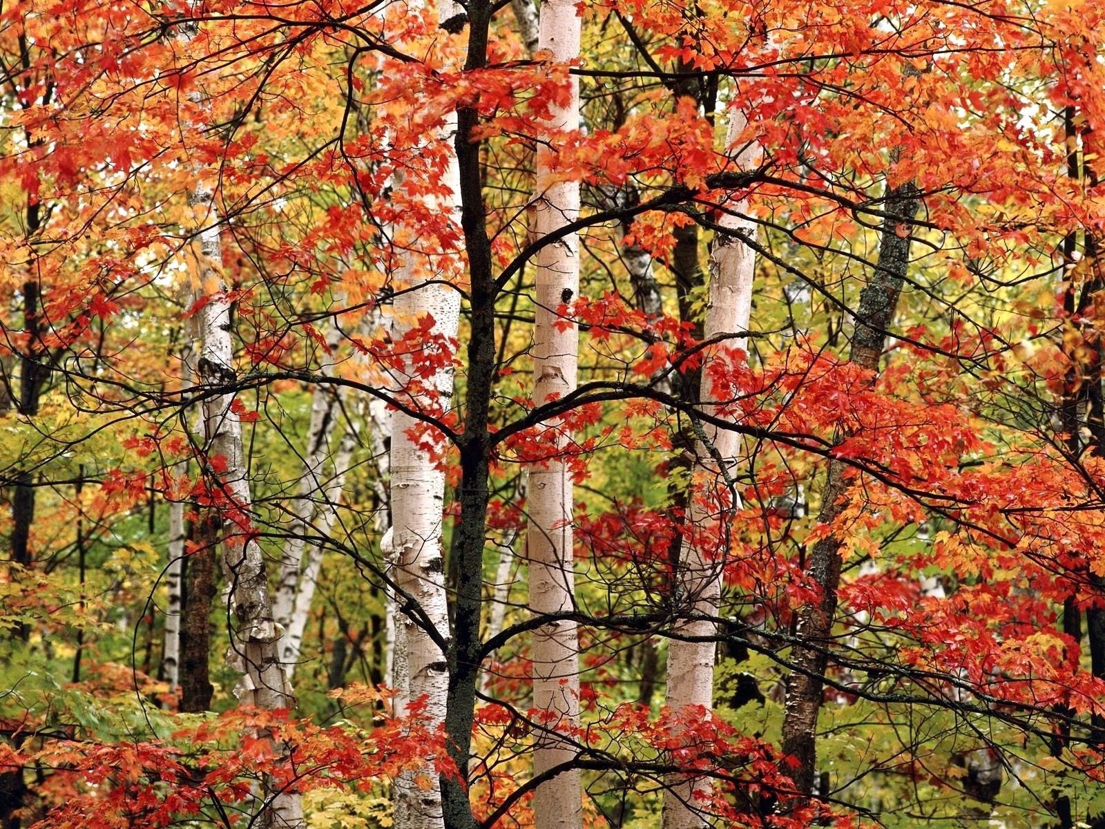 138464 baixar papel de parede natureza, árvores, outono, folhas, vidoeiros, floresta, galhos, ramo, tintas - protetores de tela e imagens gratuitamente