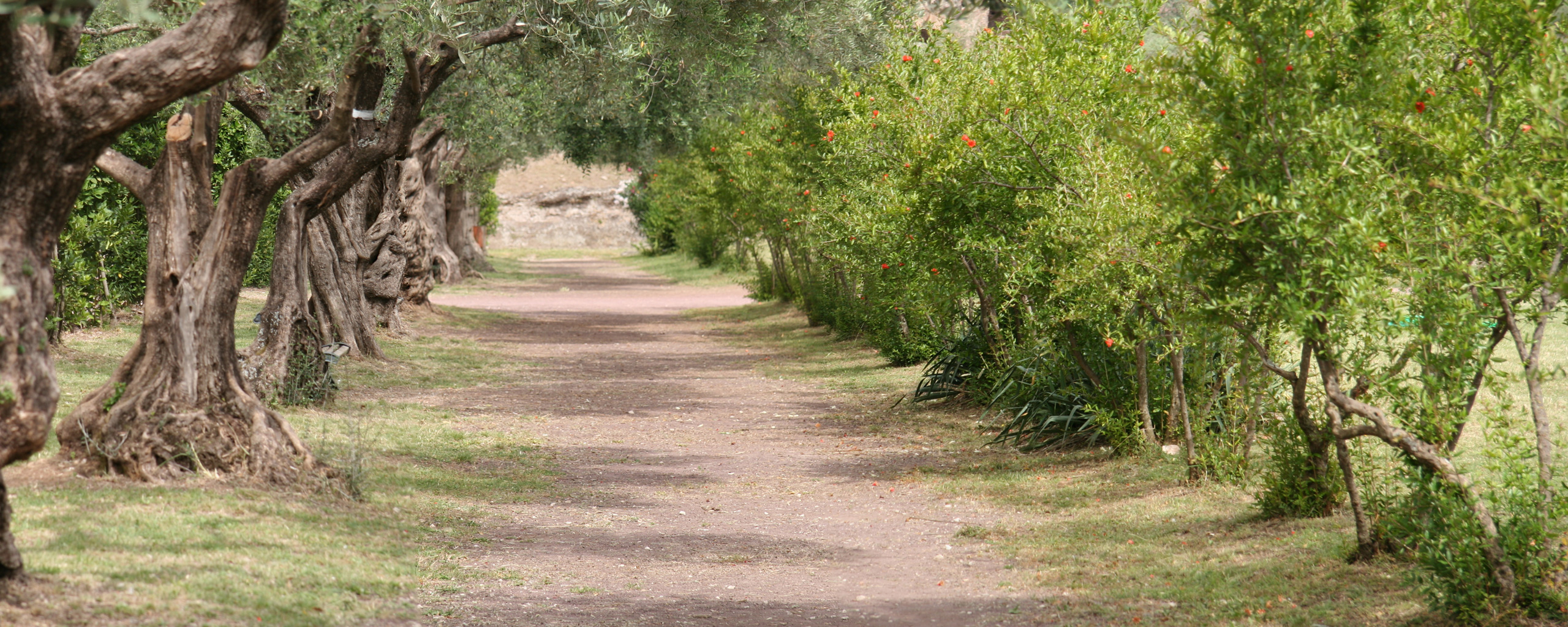 Téléchargez des papiers peints mobile Chemin, Terre/nature gratuitement.