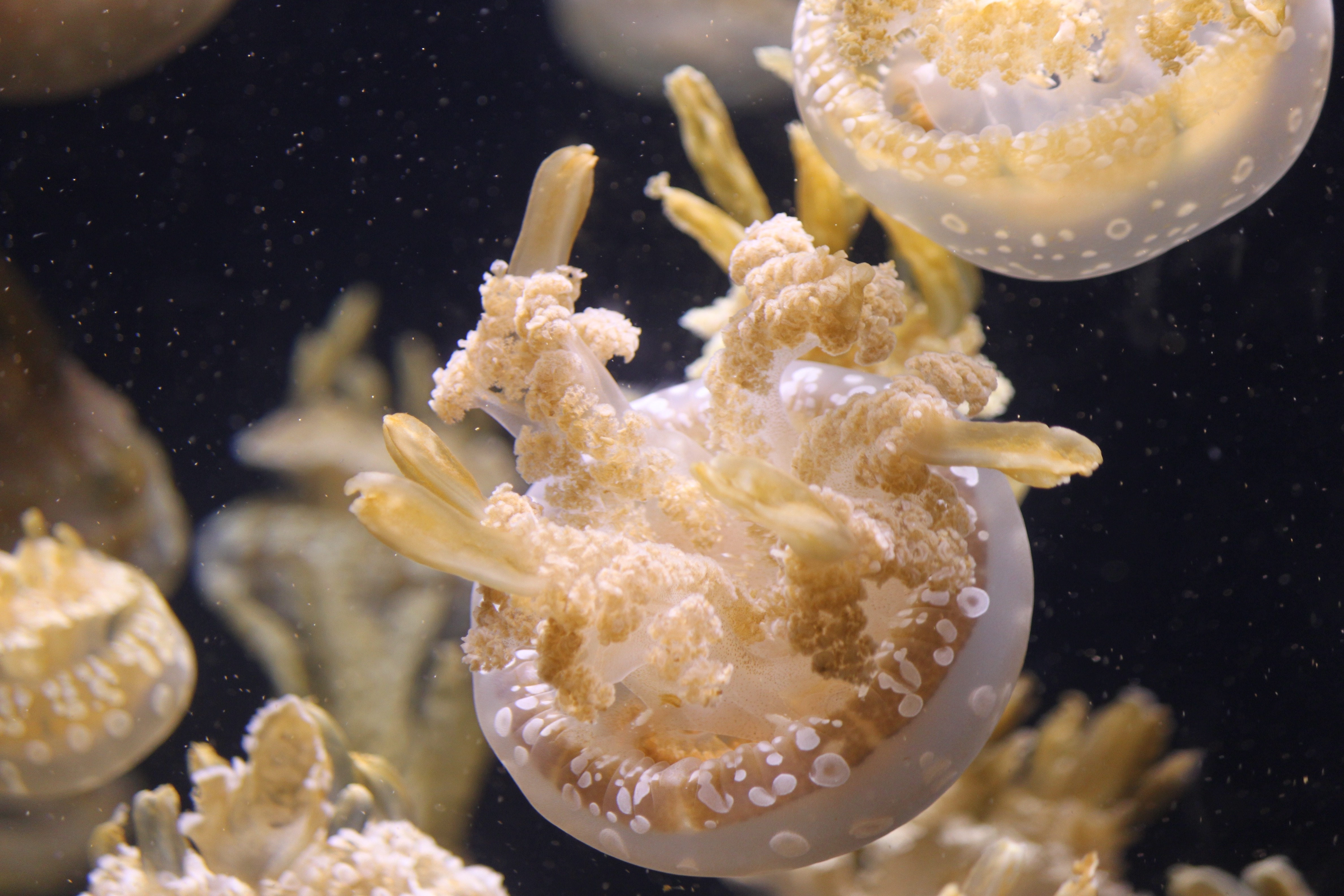 Free download wallpaper Animals, Jellyfish, Ocean, Underwater World on your PC desktop