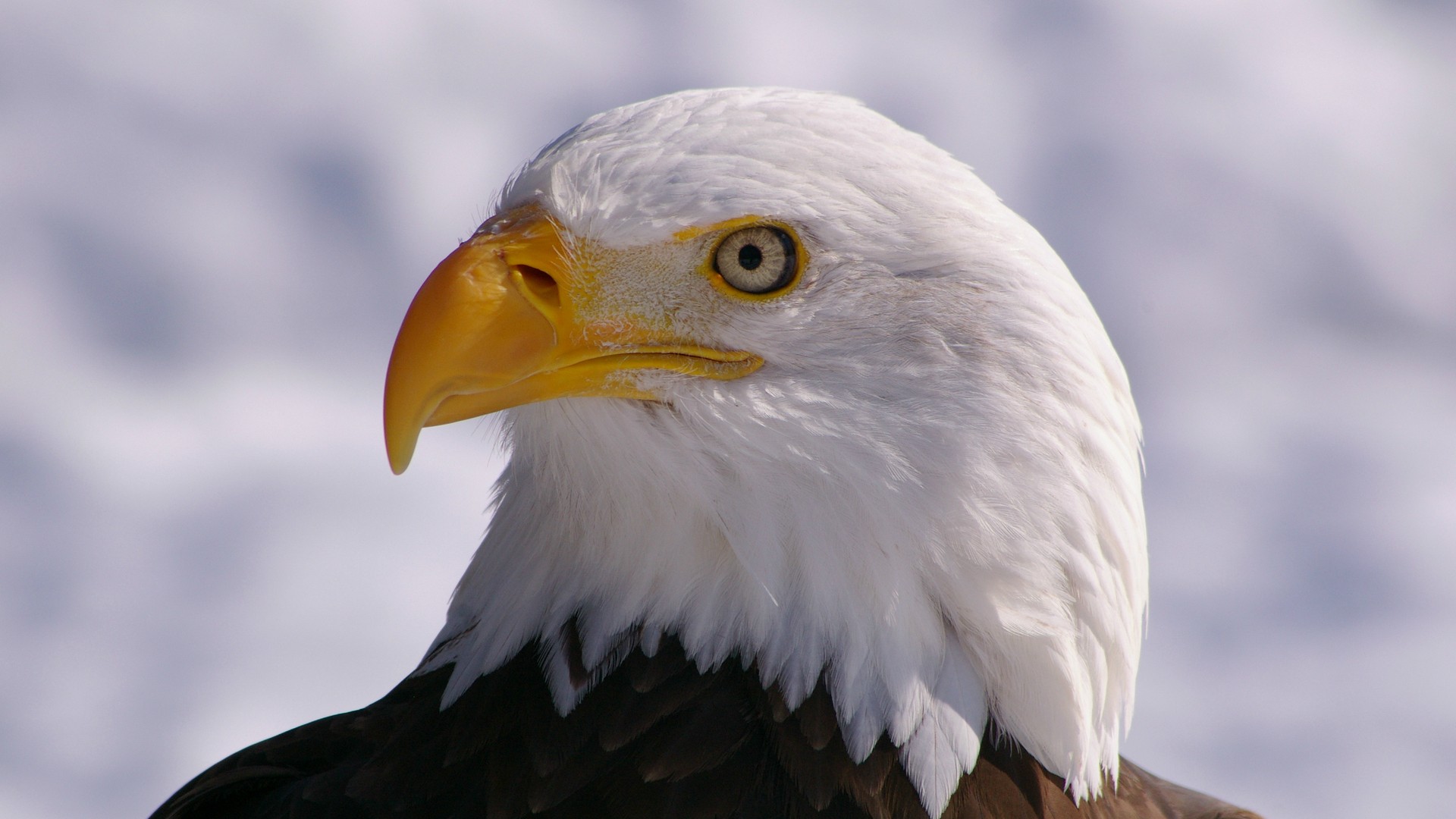 Free download wallpaper Animal, Bald Eagle on your PC desktop