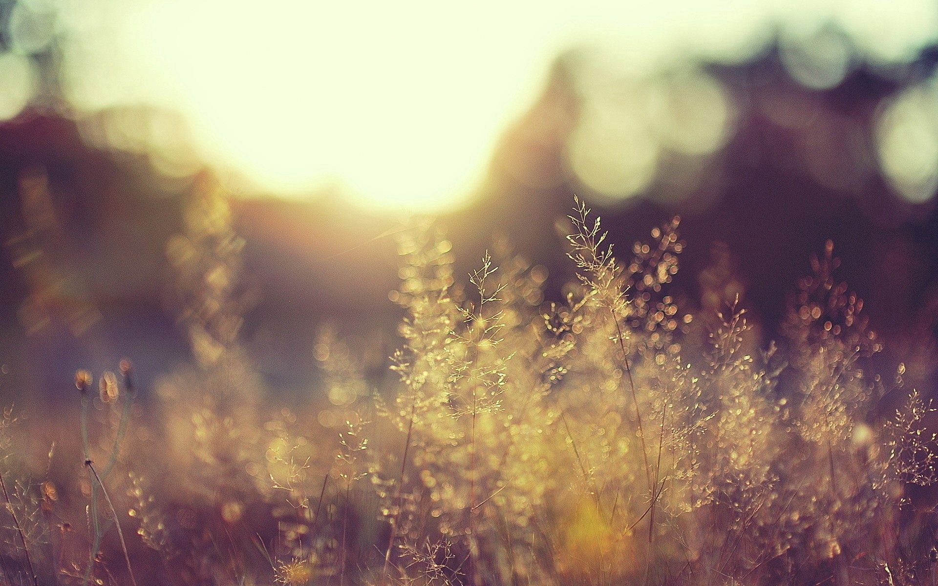 Download mobile wallpaper Macro, Grass, Smooth, Shadow, Blur, Background for free.