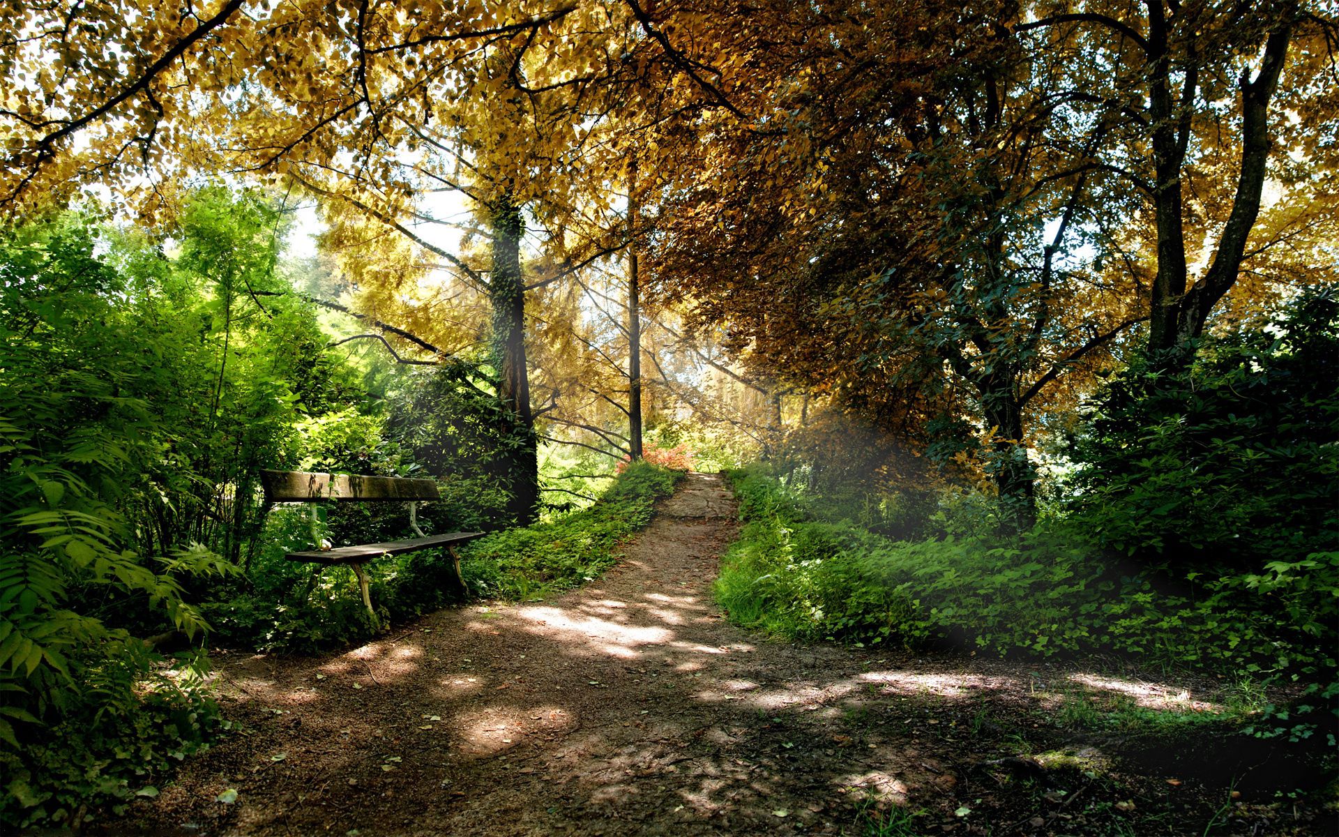 autumn, nature, trees, shine, light, forest, path, shadows, trail, bench QHD
