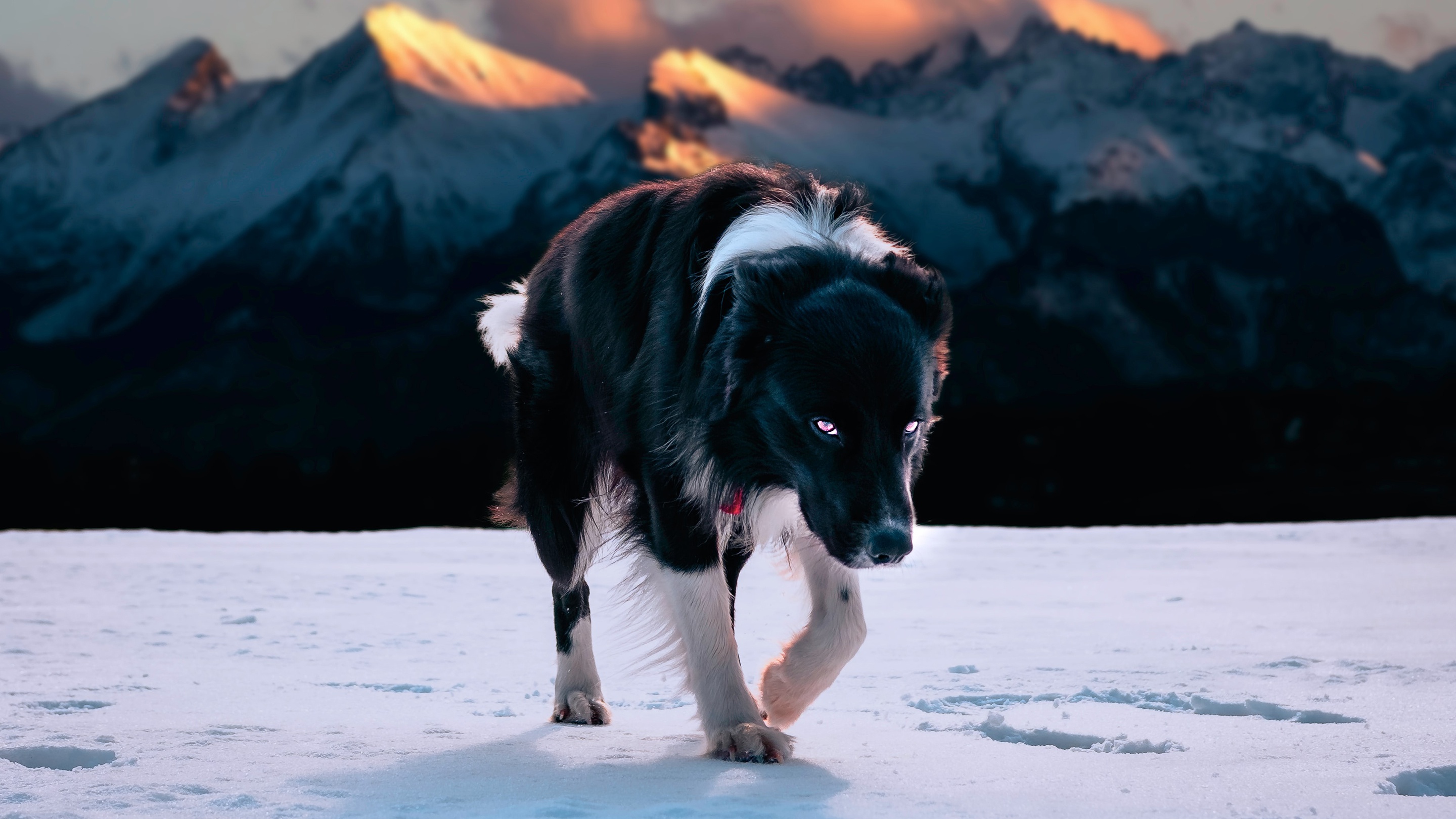 PCデスクトップに動物, 冬, 自然, 雪, 山, 犬, ボーダーコリー画像を無料でダウンロード