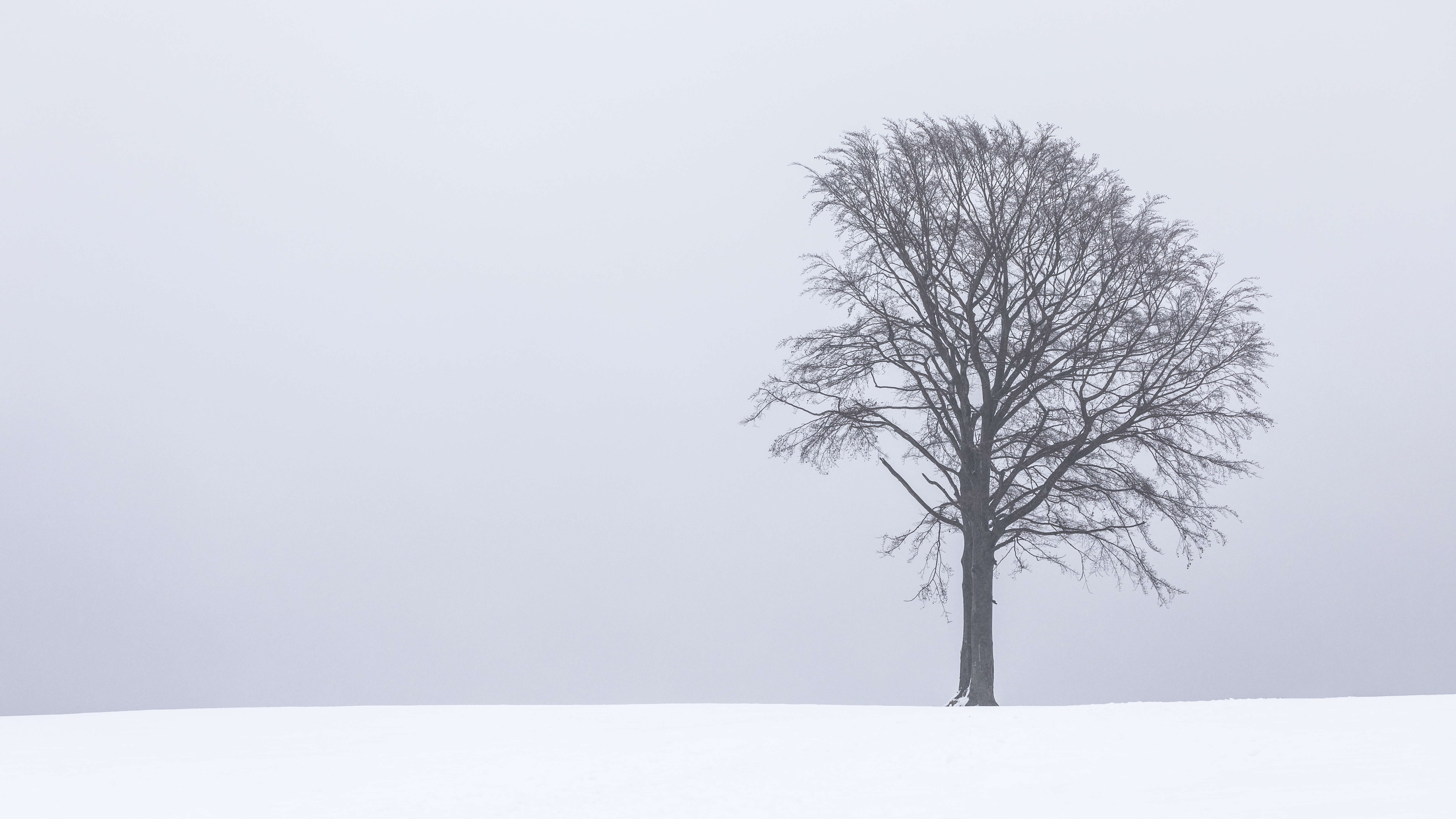 Download mobile wallpaper Wood, Fog, Snow, Tree, Landscape, Nature, Lonely, Alone for free.