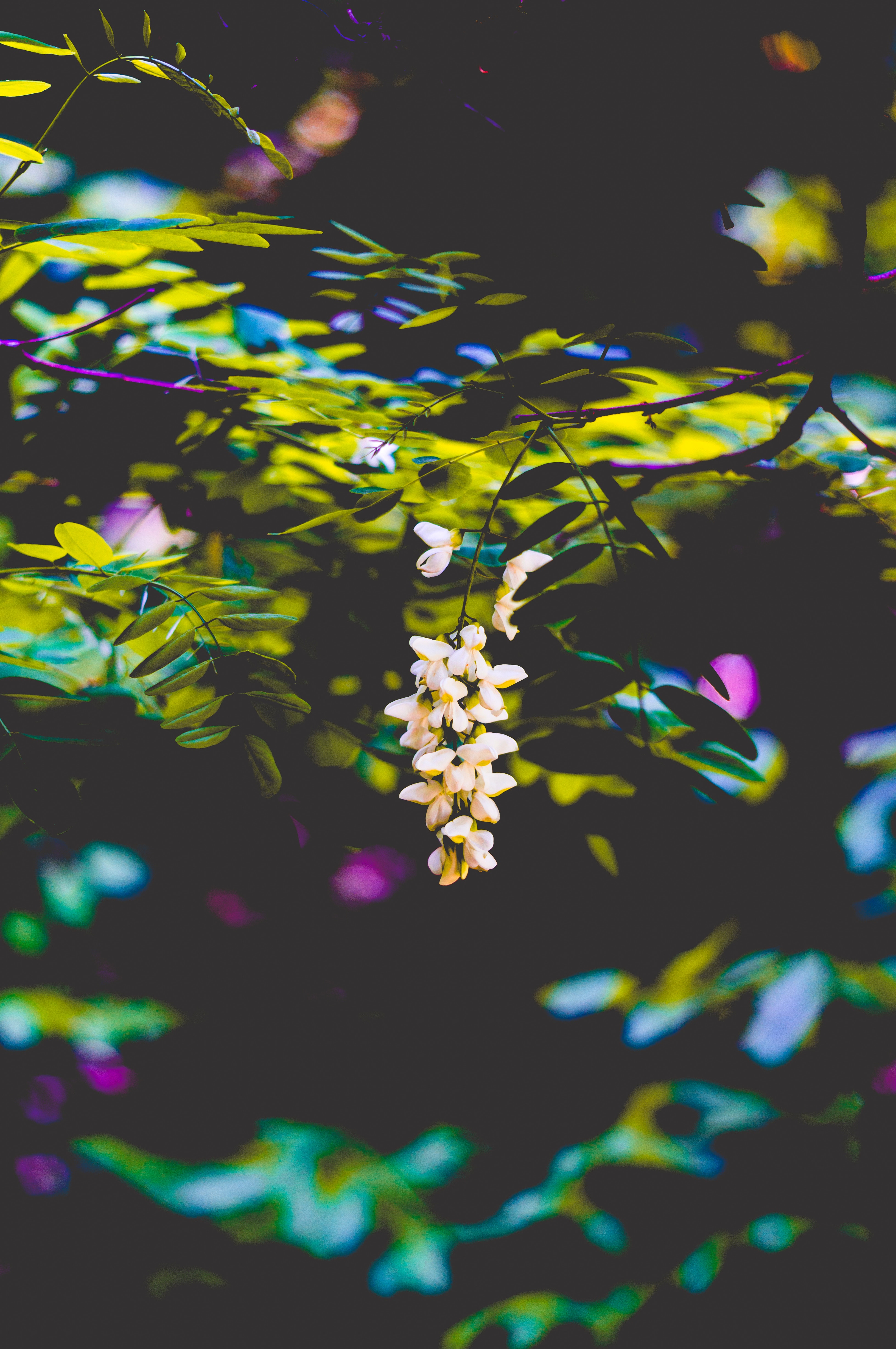 branches, flowers, blur, bush, smooth 1080p