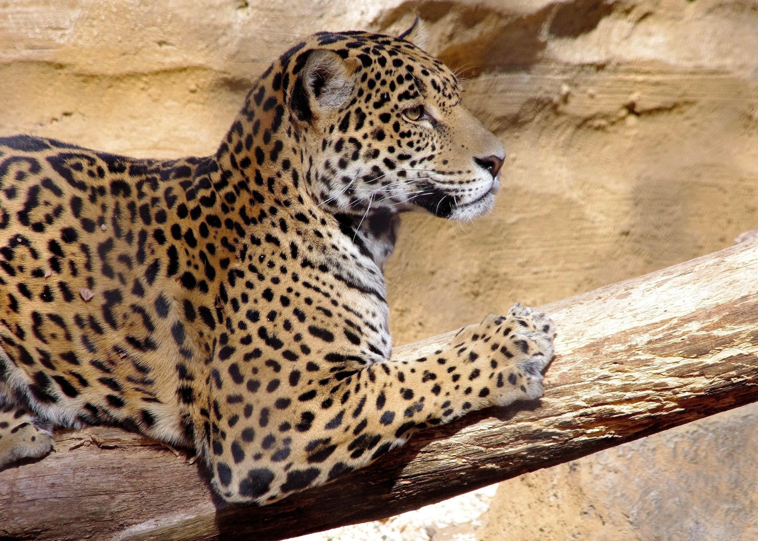 Download mobile wallpaper Jaguar, Cats, Animal for free.