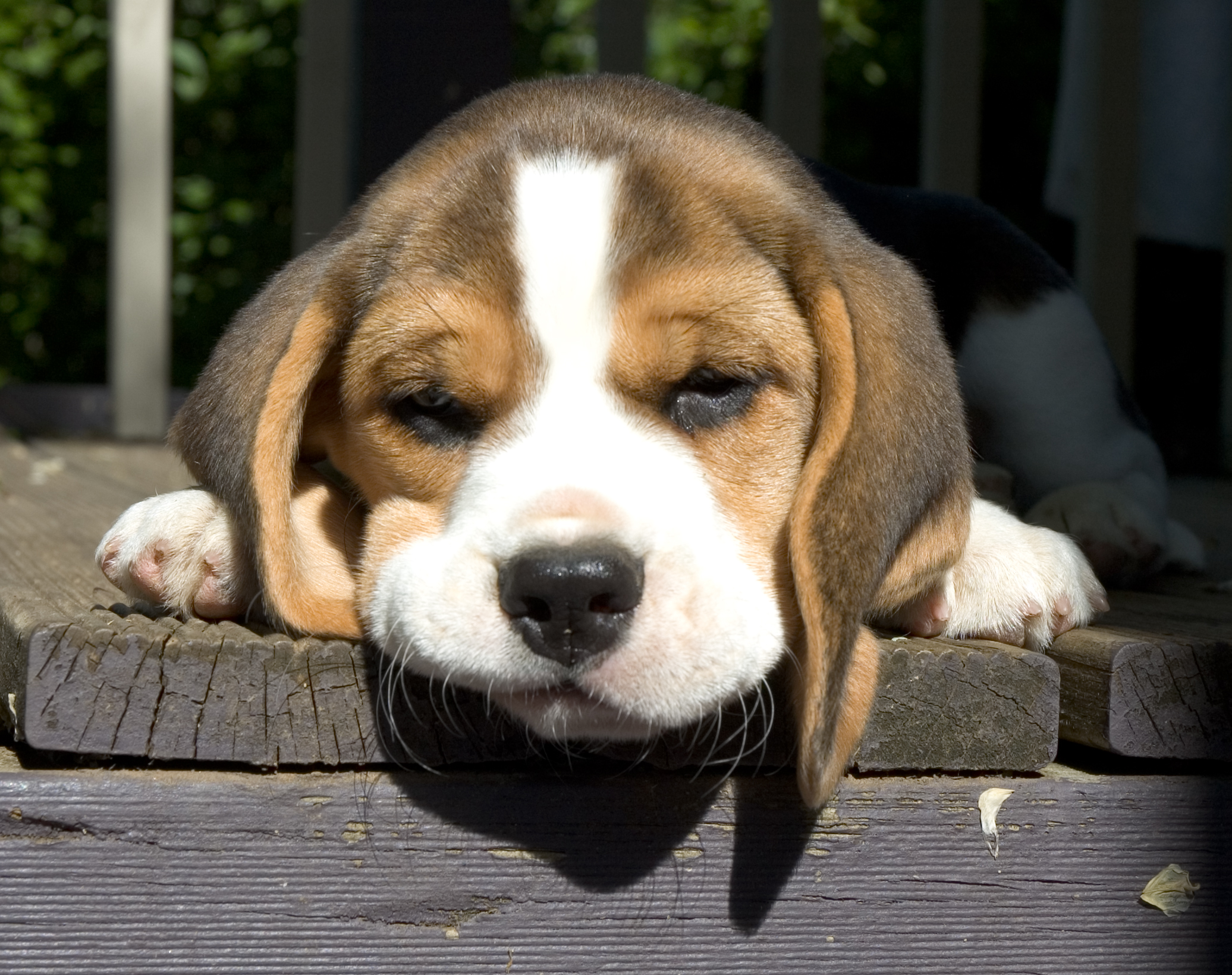 Download mobile wallpaper Dogs, Dog, Animal, Puppy, Sleeping, Cute, Beagle for free.