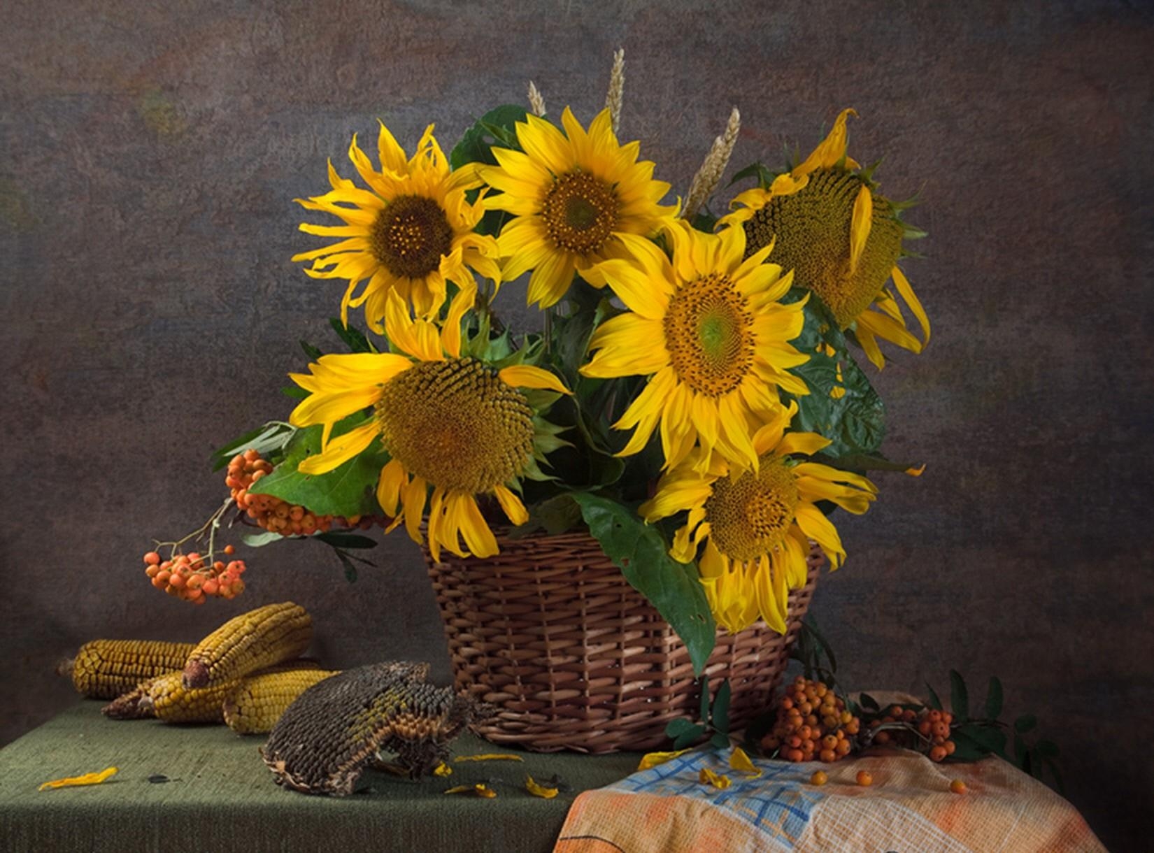 flowers, sunflowers, still life, basket, corn, rowan, seeds, sunflower seeds, maize
