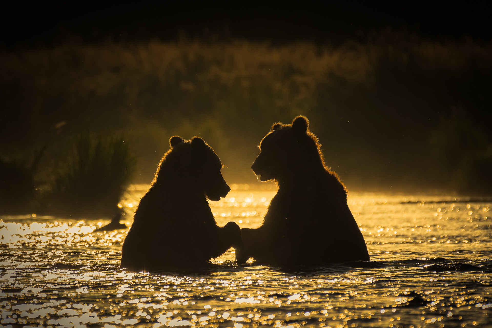Free download wallpaper Bears, Silhouette, Bear, Animal on your PC desktop