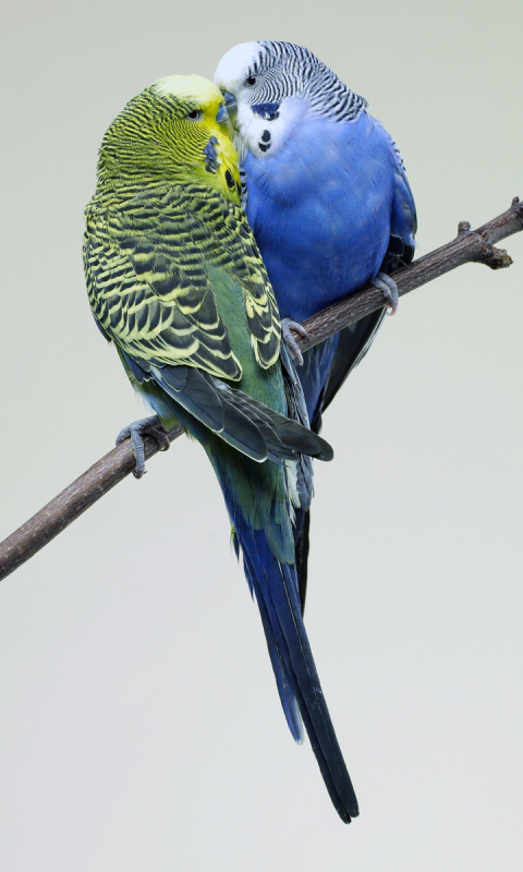 無料モバイル壁紙動物, 鳥, オウム, インコをダウンロードします。