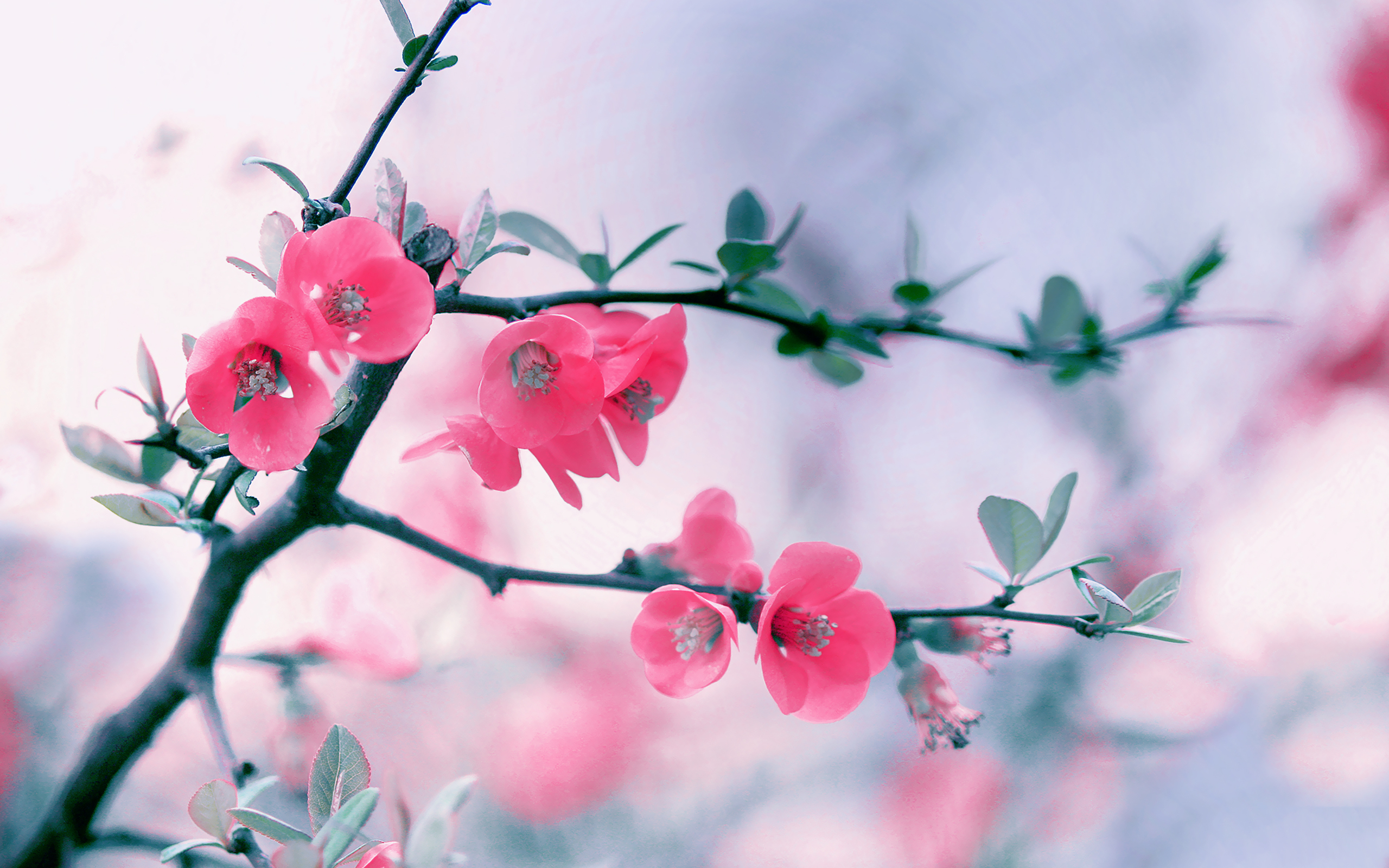 Download mobile wallpaper Pink Flower, Blossom, Flowers, Flower, Earth for free.