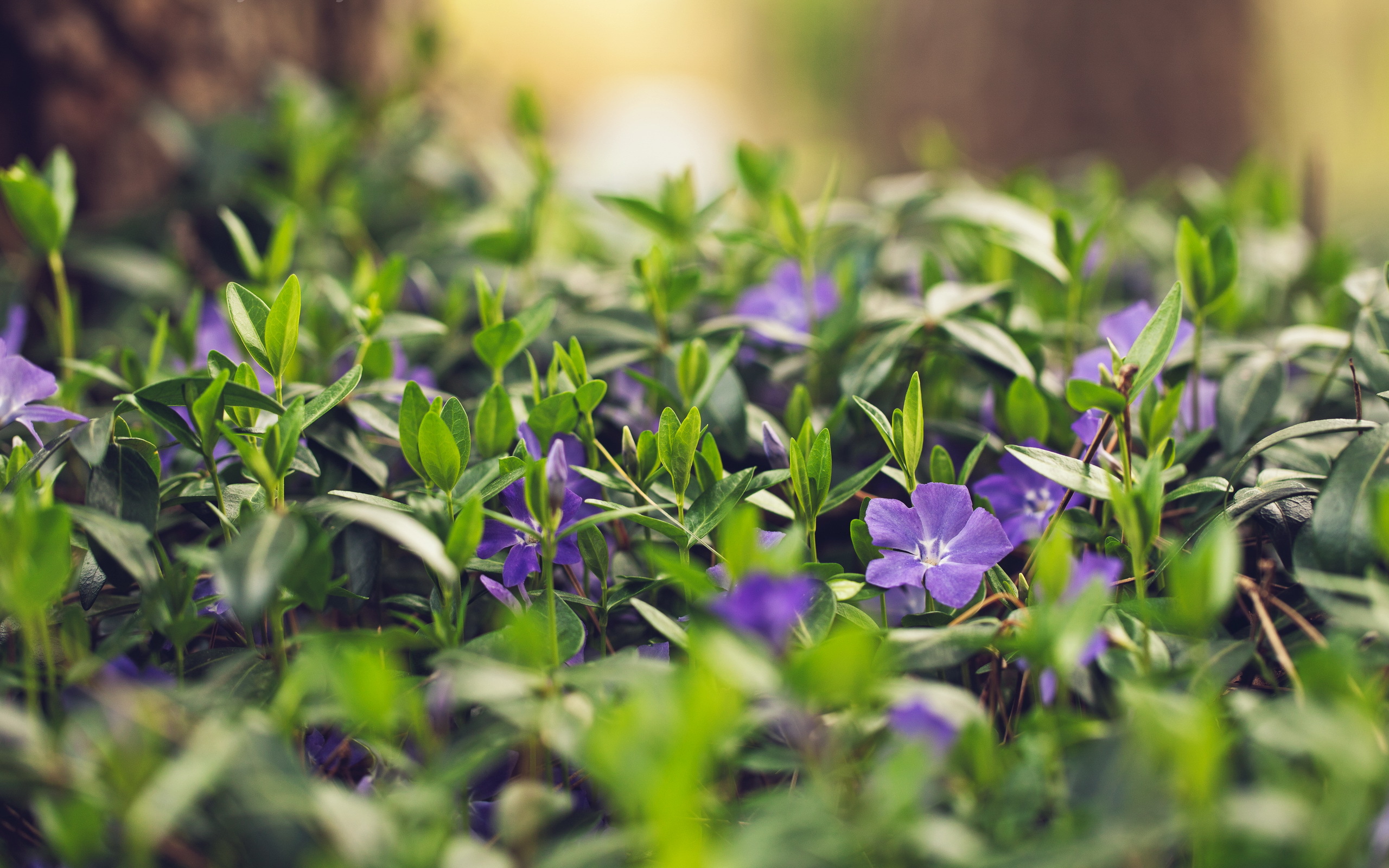 Handy-Wallpaper Blumen, Blume, Erde/natur kostenlos herunterladen.