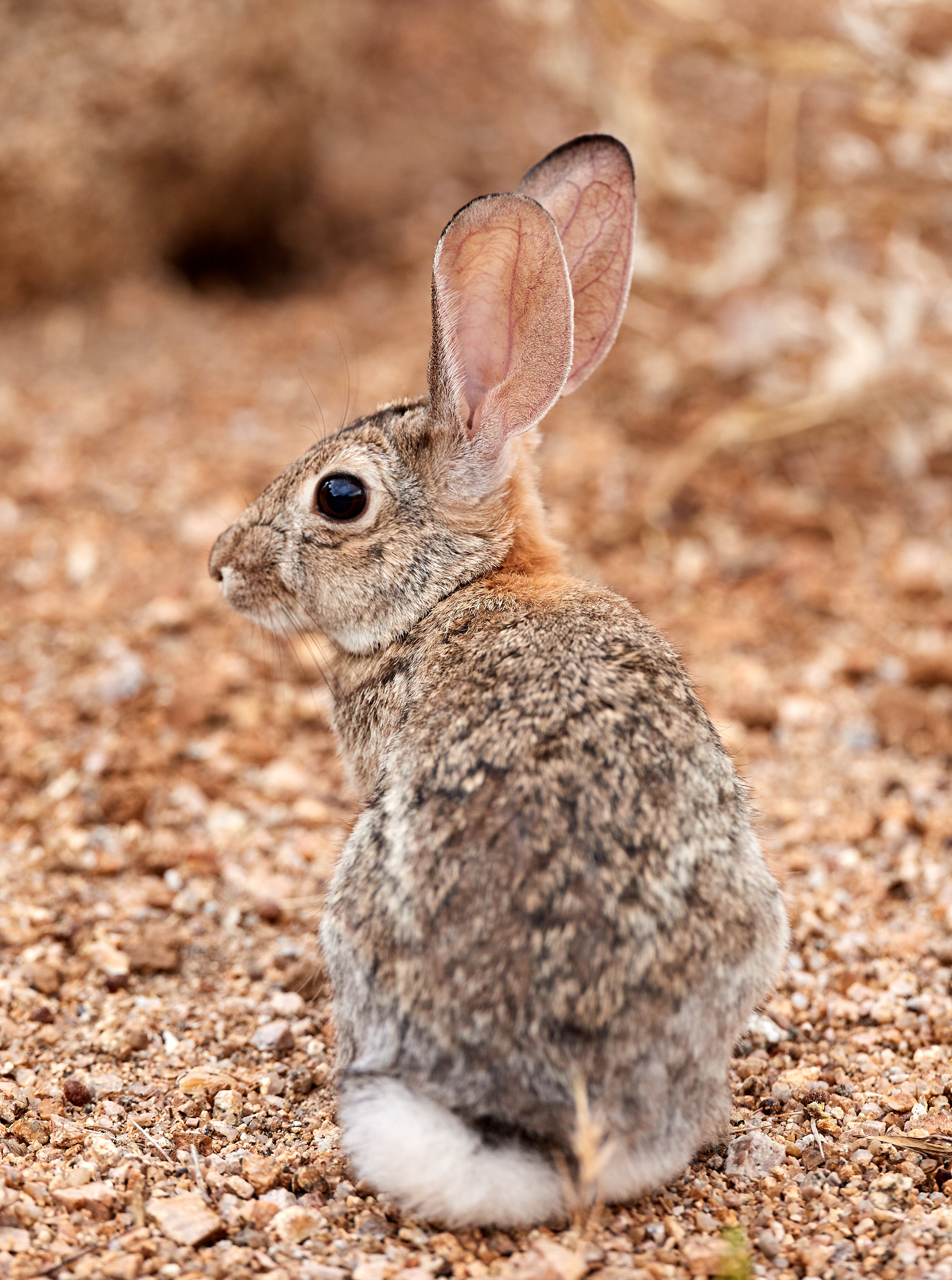 Laden Sie das Ohren, Profil, Tiere, Flauschige, Kaninchen-Bild kostenlos auf Ihren PC-Desktop herunter