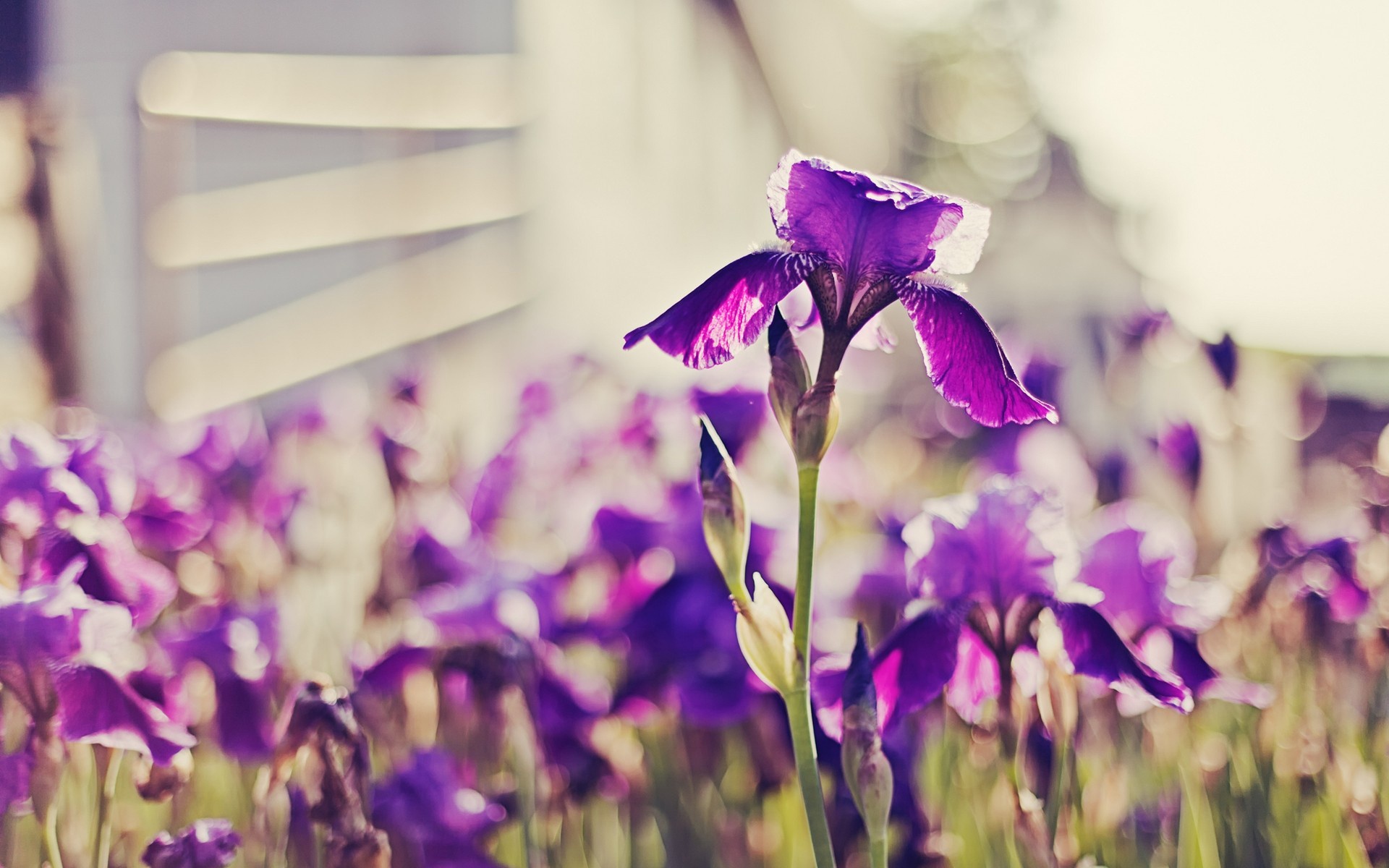Téléchargez gratuitement l'image Fleurs, Iris, Fleur, Terre/nature sur le bureau de votre PC