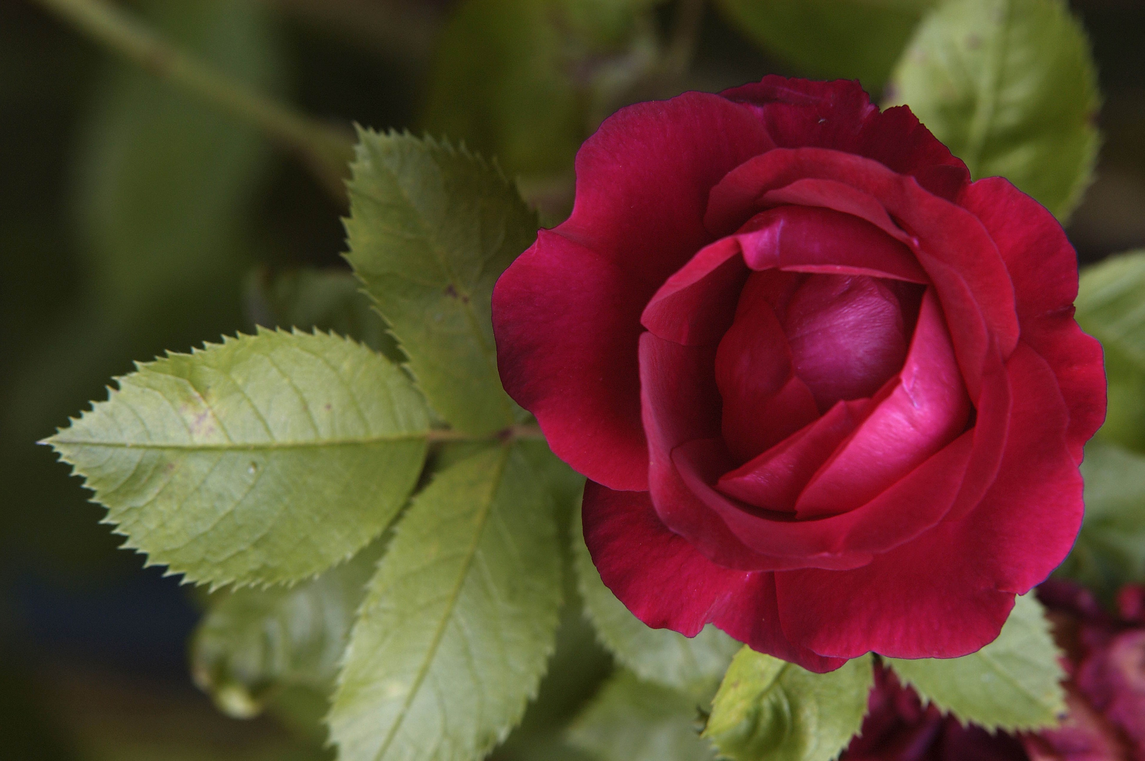 Baixe gratuitamente a imagem Flores, Rosa, Terra/natureza na área de trabalho do seu PC