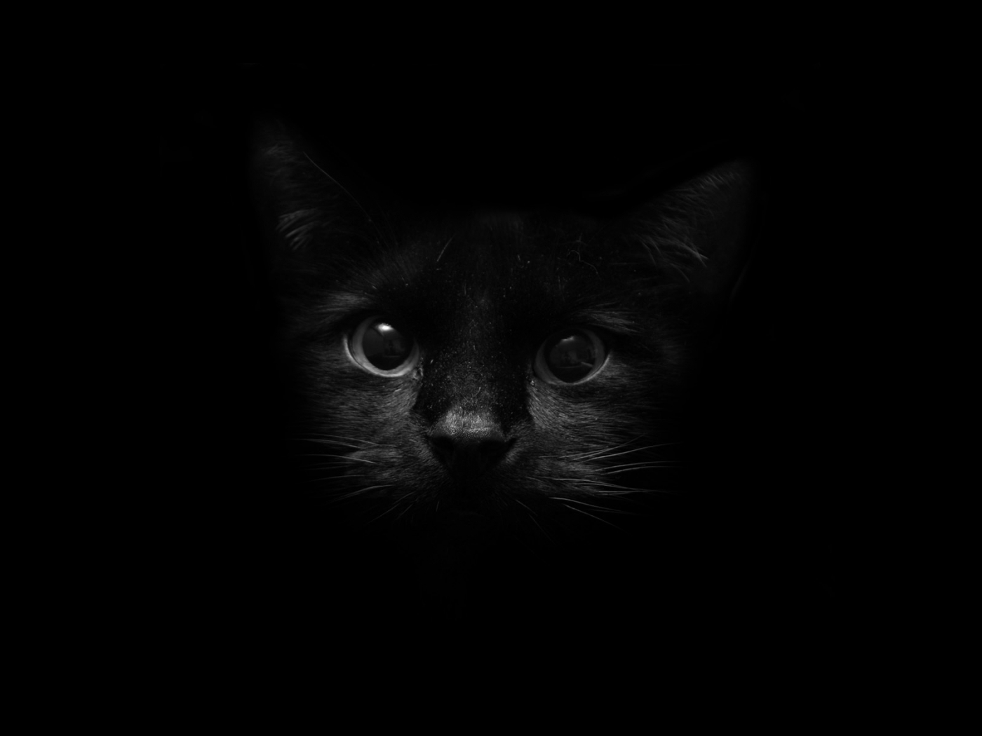 46878 Bild herunterladen katzen, tiere, schwarz - Hintergrundbilder und Bildschirmschoner kostenlos