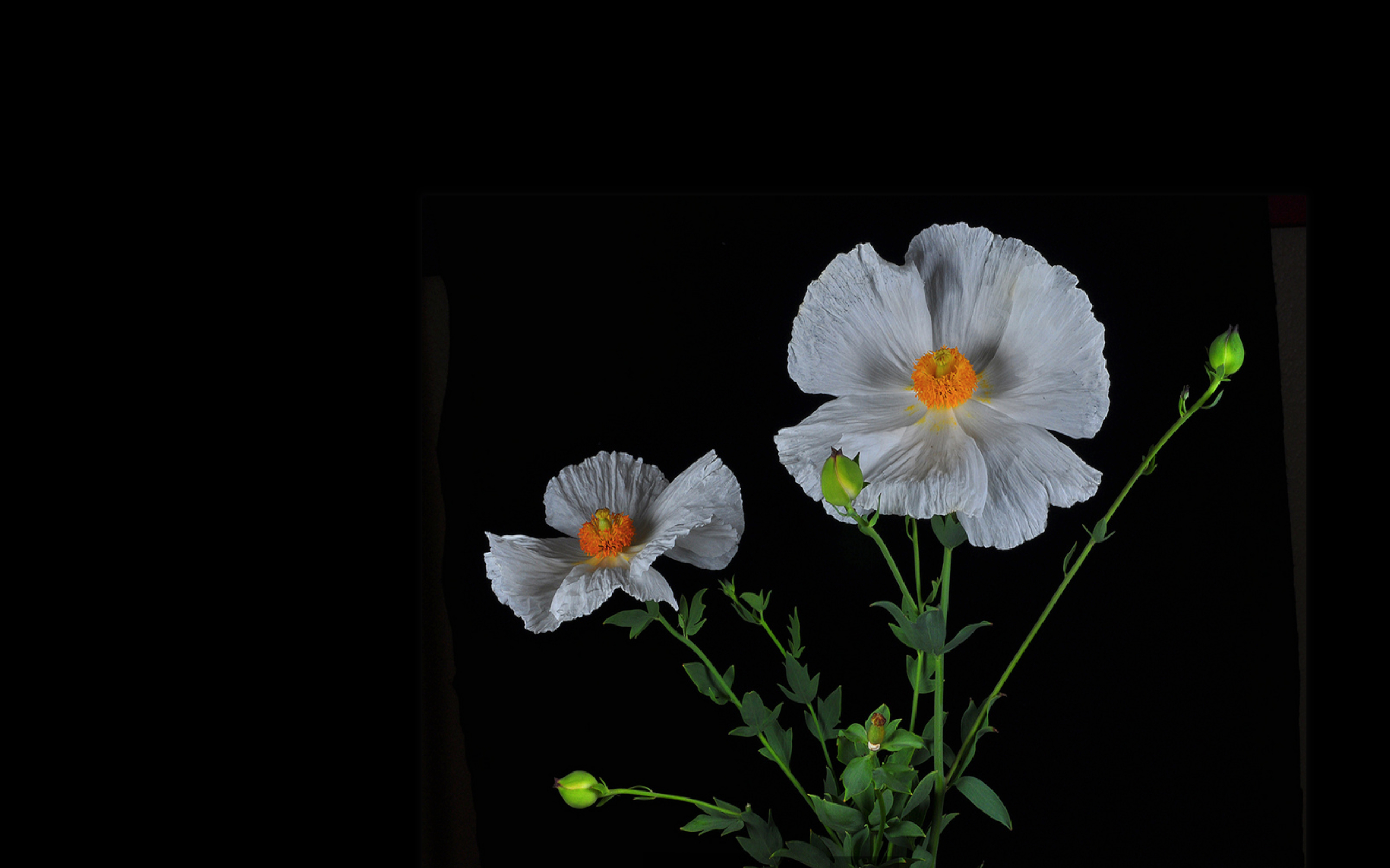 Laden Sie das Blume, Weiße Blume, Erde/natur, Kosmeen-Bild kostenlos auf Ihren PC-Desktop herunter