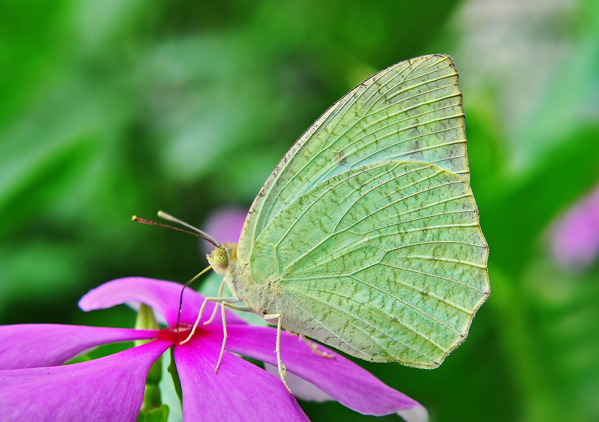 Descarga gratuita de fondo de pantalla para móvil de Animales, Mariposa.