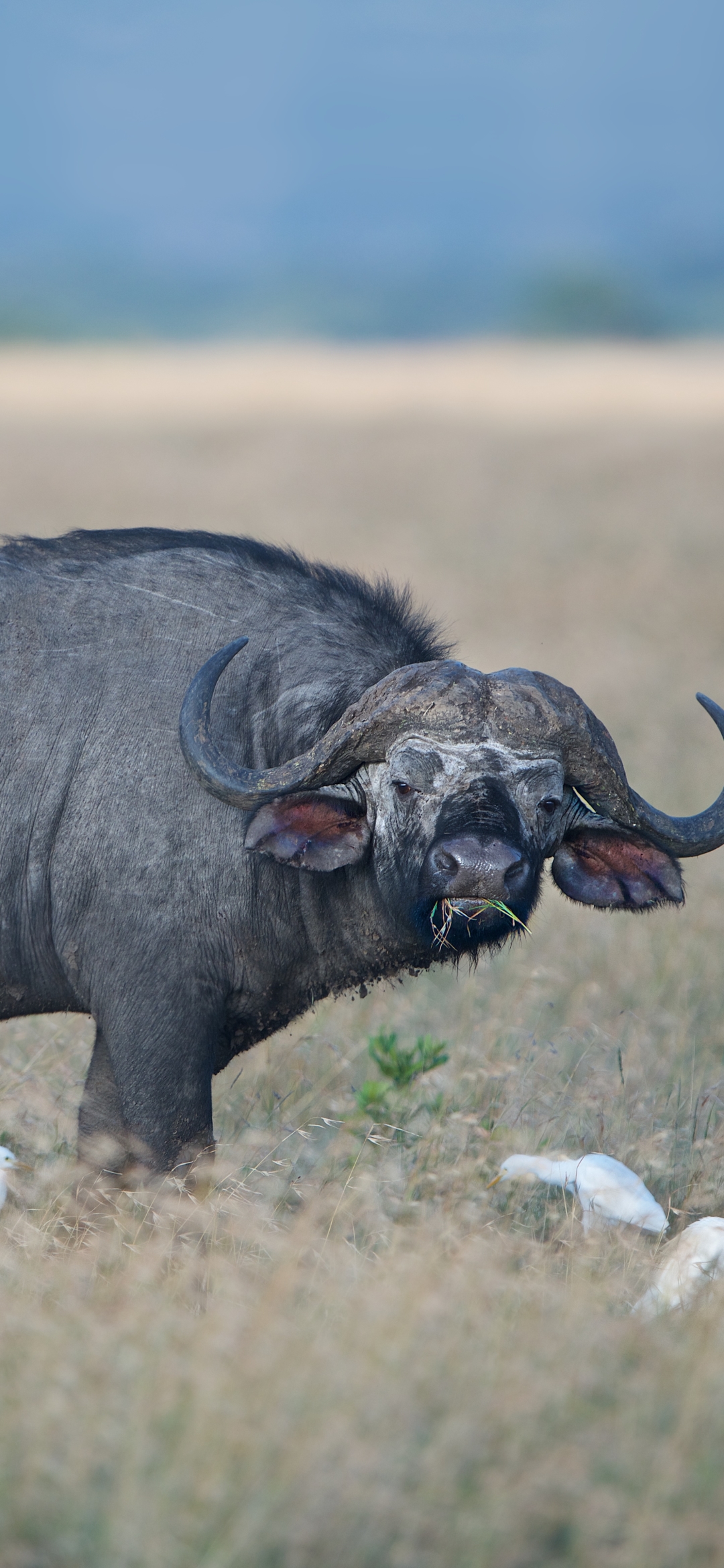 1351397 descargar fondo de pantalla búfalo, animales, búfalo africano: protectores de pantalla e imágenes gratis
