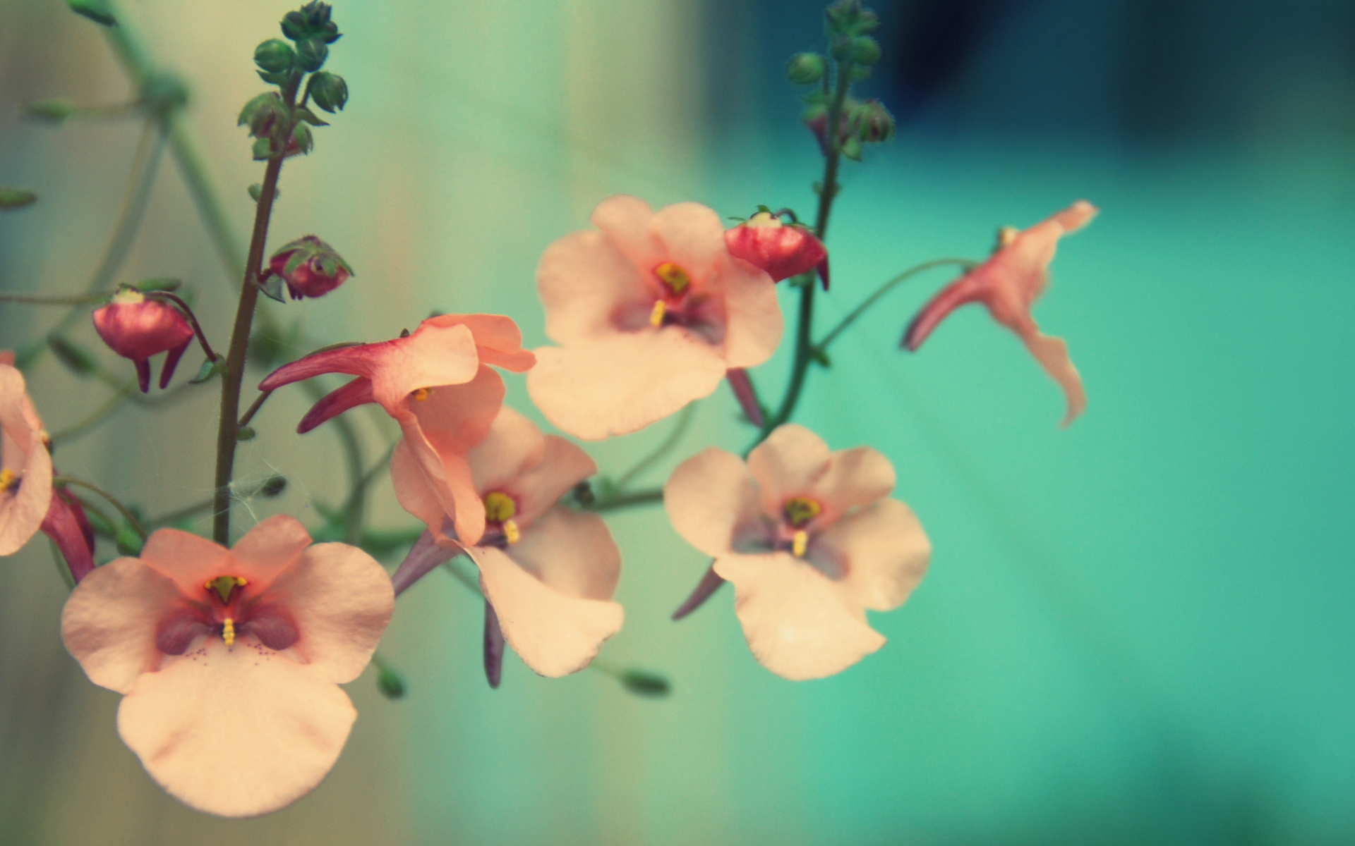 Descarga gratuita de fondo de pantalla para móvil de Flores, Flor, Tierra/naturaleza.