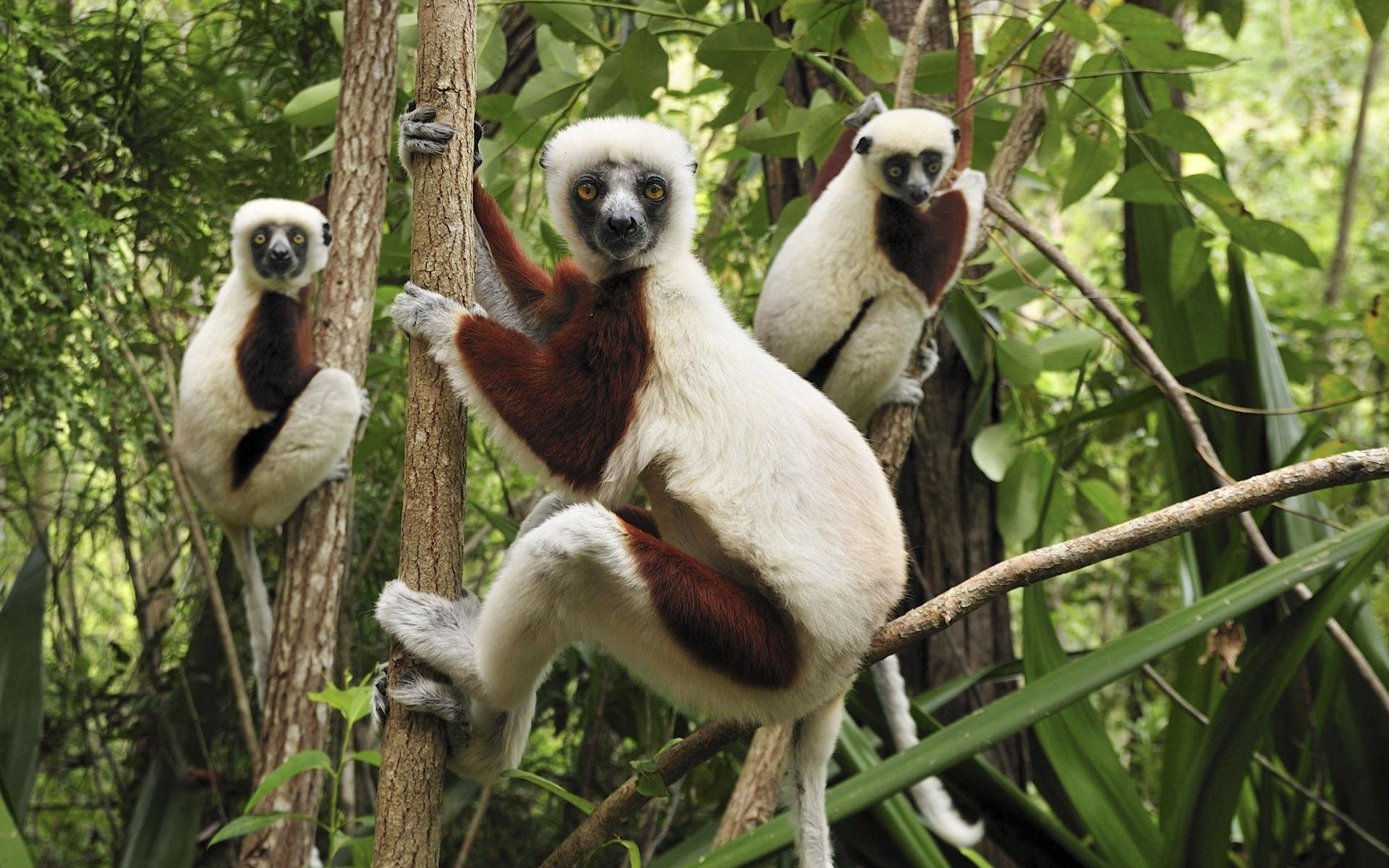 63428 Bild herunterladen tiere, lemuren, geäst, zweige, steigen, klettern, drei - Hintergrundbilder und Bildschirmschoner kostenlos