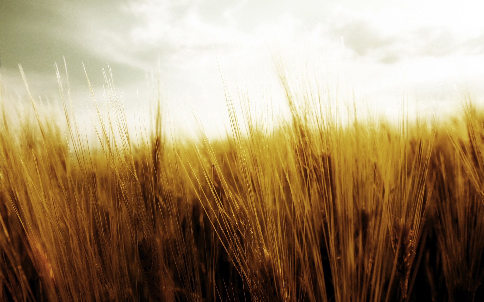 Скачати мобільні шпалери Пшениця, Земля безкоштовно.