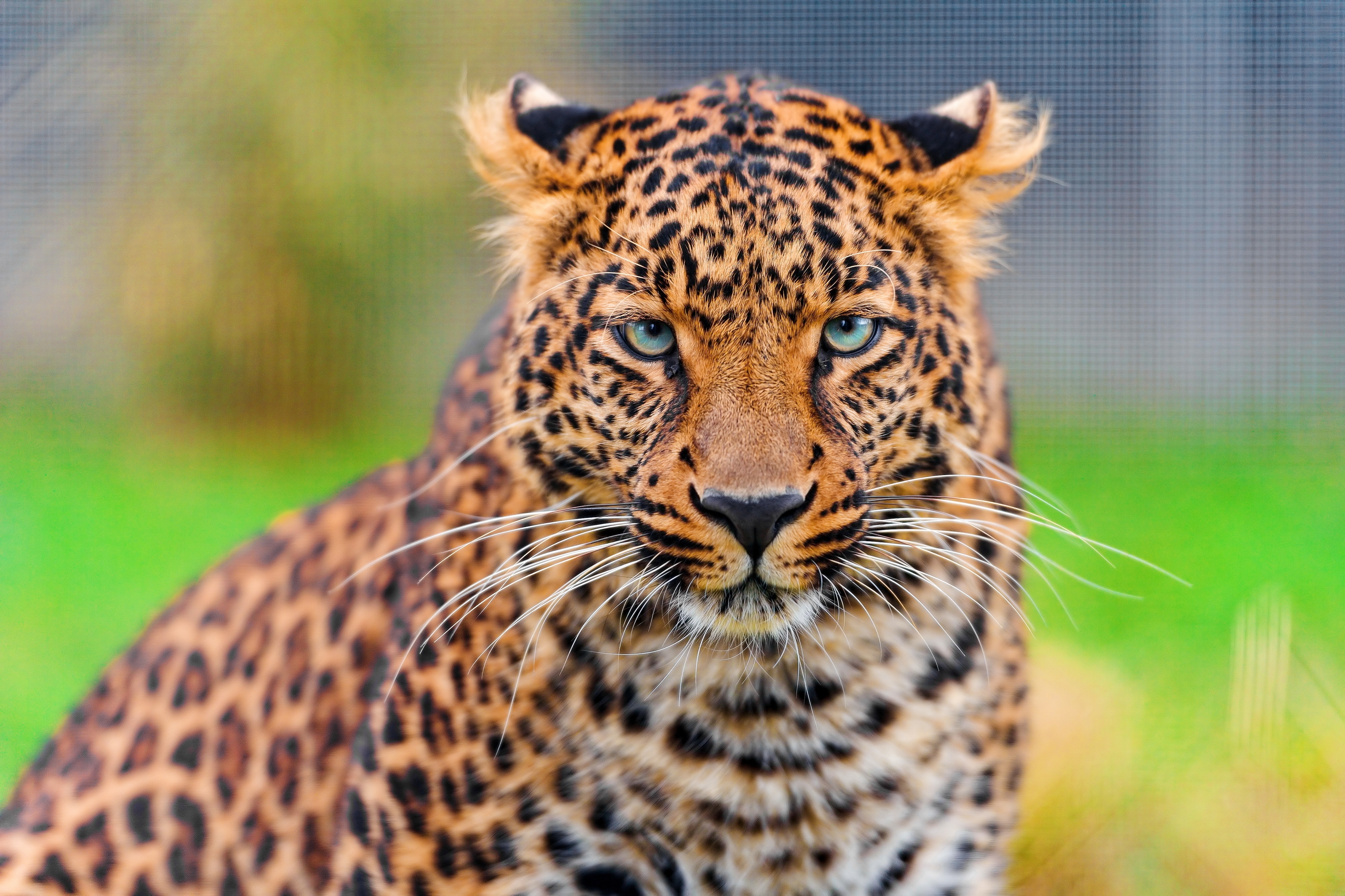 Descarga gratuita de fondo de pantalla para móvil de Animales, Manchado, Irregular, Depredador, Gato Grande, Leopardo, Bozal.
