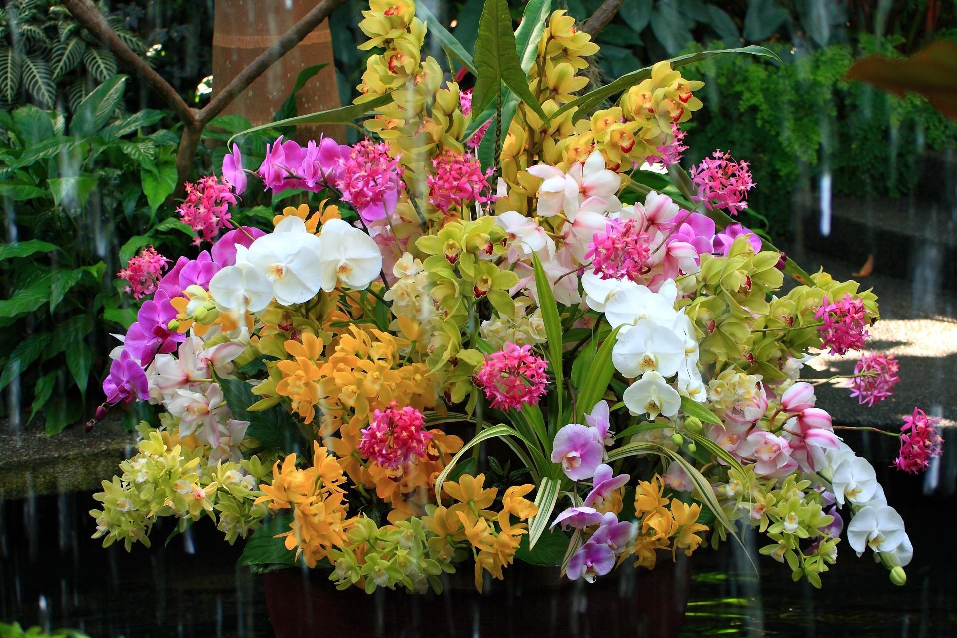 154856 baixar papel de parede orquídeas, flores, água, ramalhete, buquê, exótico, exotics - protetores de tela e imagens gratuitamente
