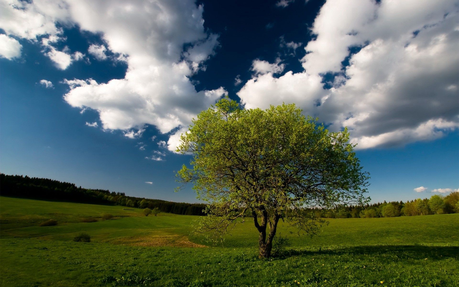 Free download wallpaper Nature, Grass, Sky, Clouds, Wood, Tree, Field, Meadow on your PC desktop