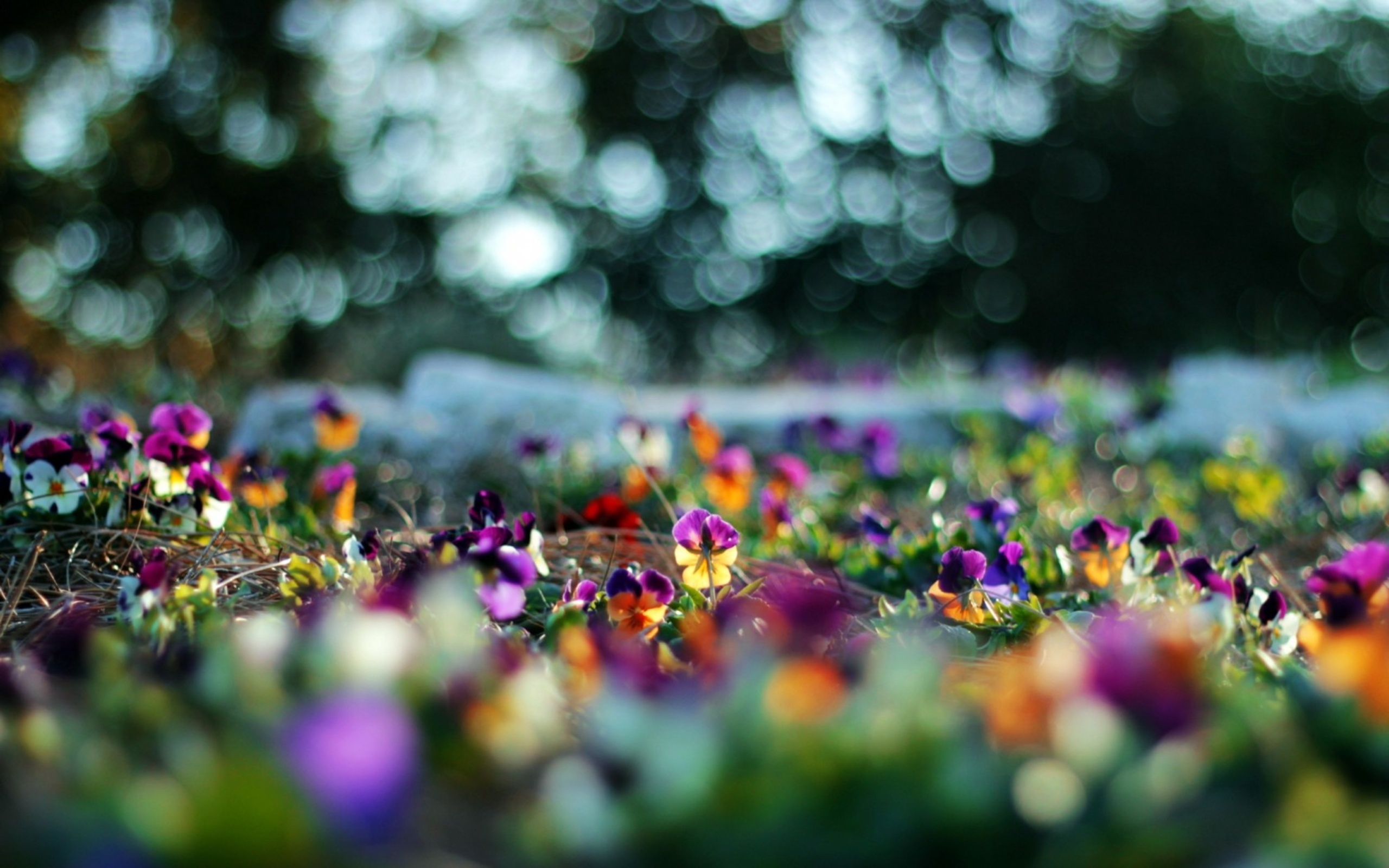 earth, pansy, bokeh, colorful, flower, flowers